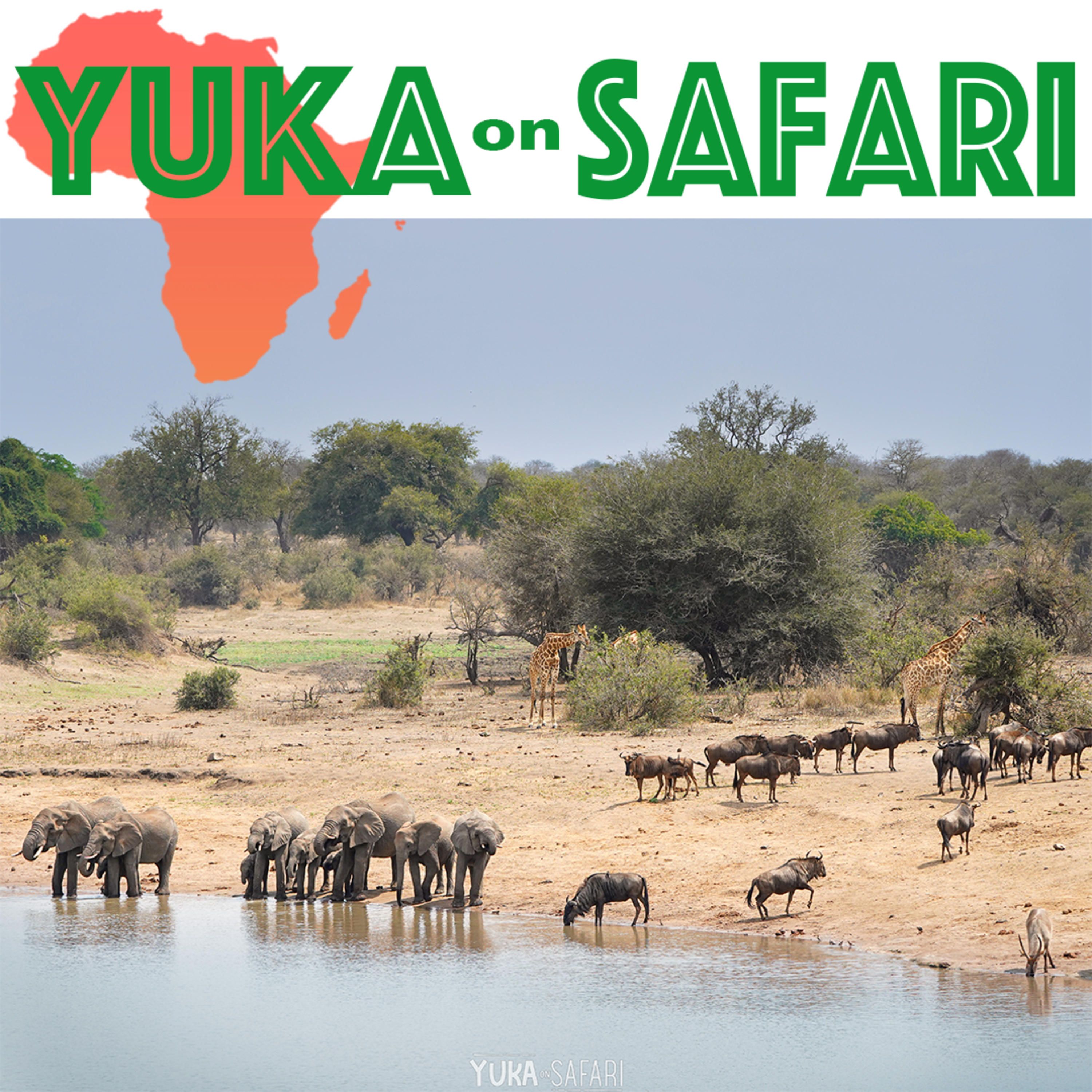 #184 100 years of Kruger National Park!! episode artwork