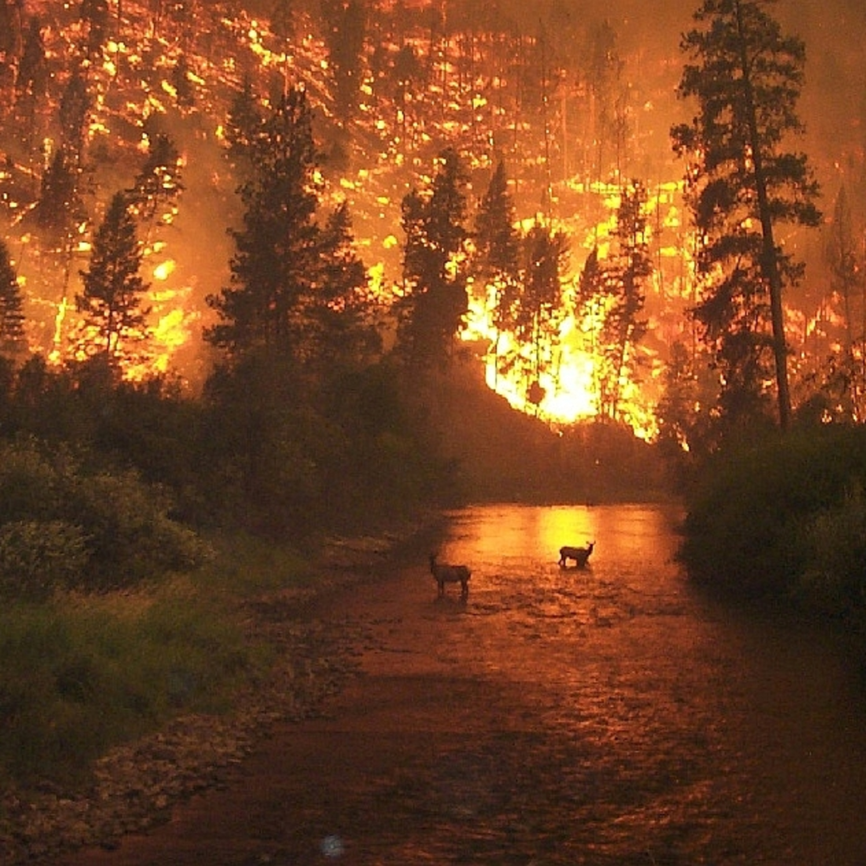 Crearon una aplicación que detectan incendios forestales - Joaquín Chamo episode artwork
