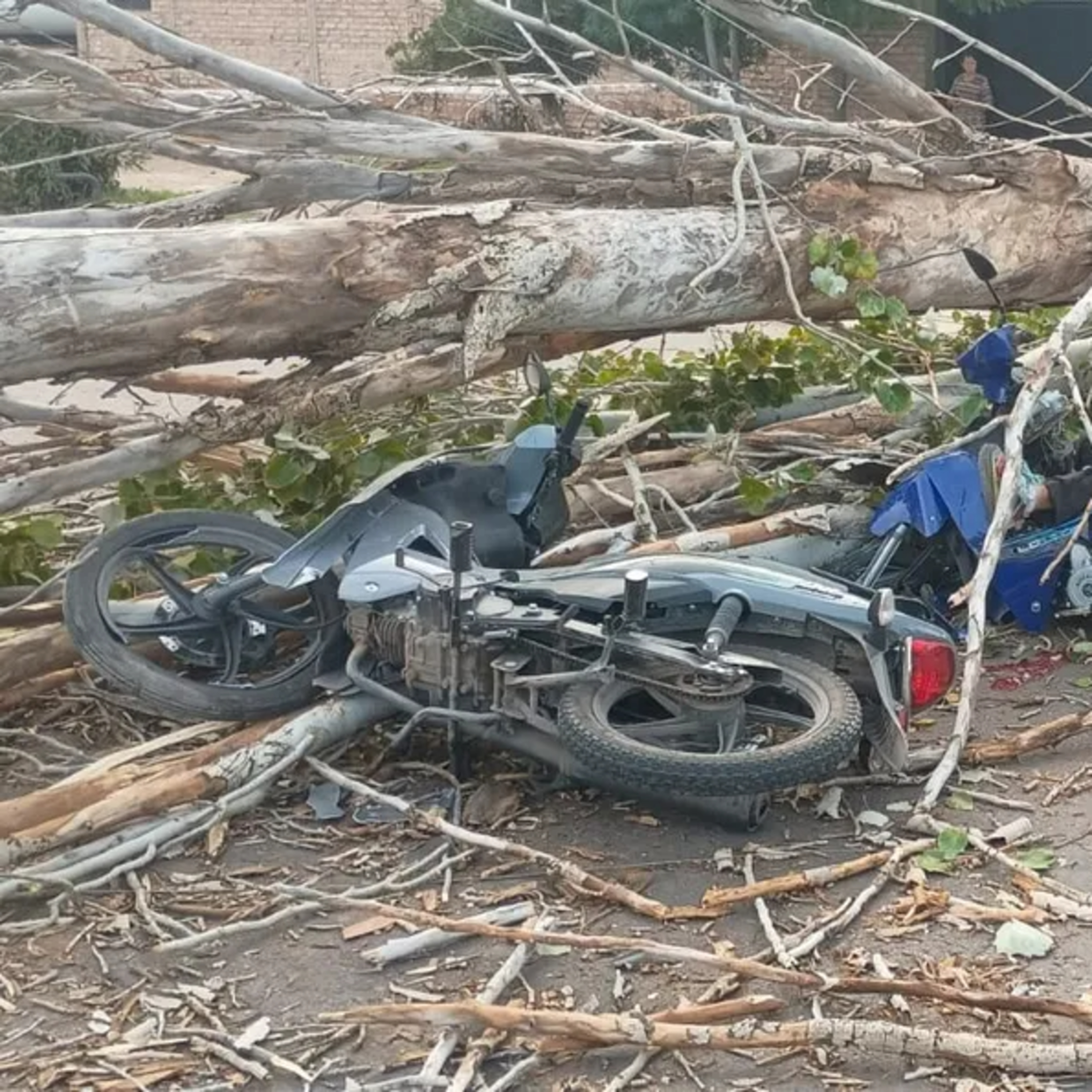 Un motociclista murió y otro resultó herido tras ser aplastados por un árbol - Daniel Pérez episode artwork