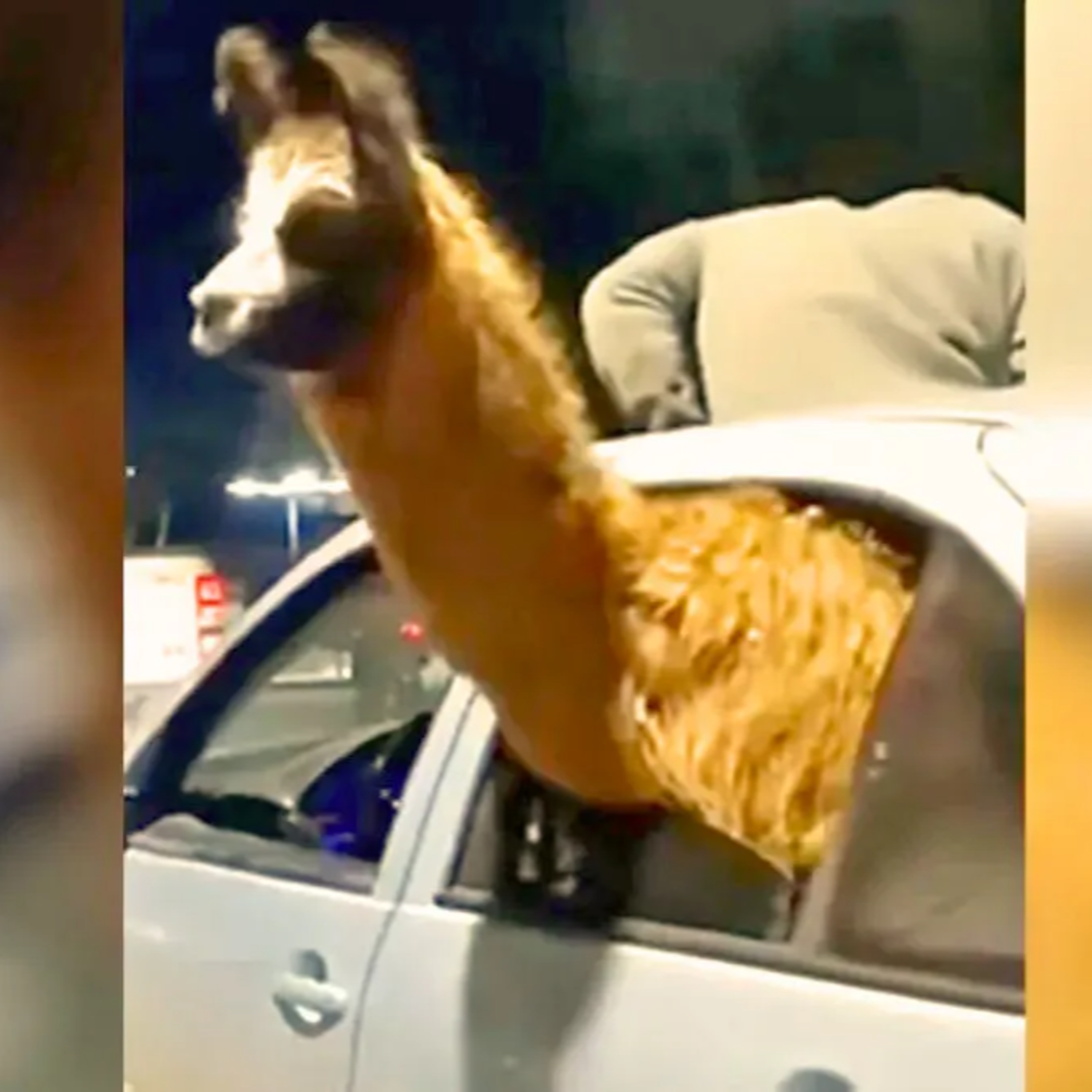 Denuncia de maltrato animal por pasear a una llama en La Paz - Ignacio Haudet  episode artwork