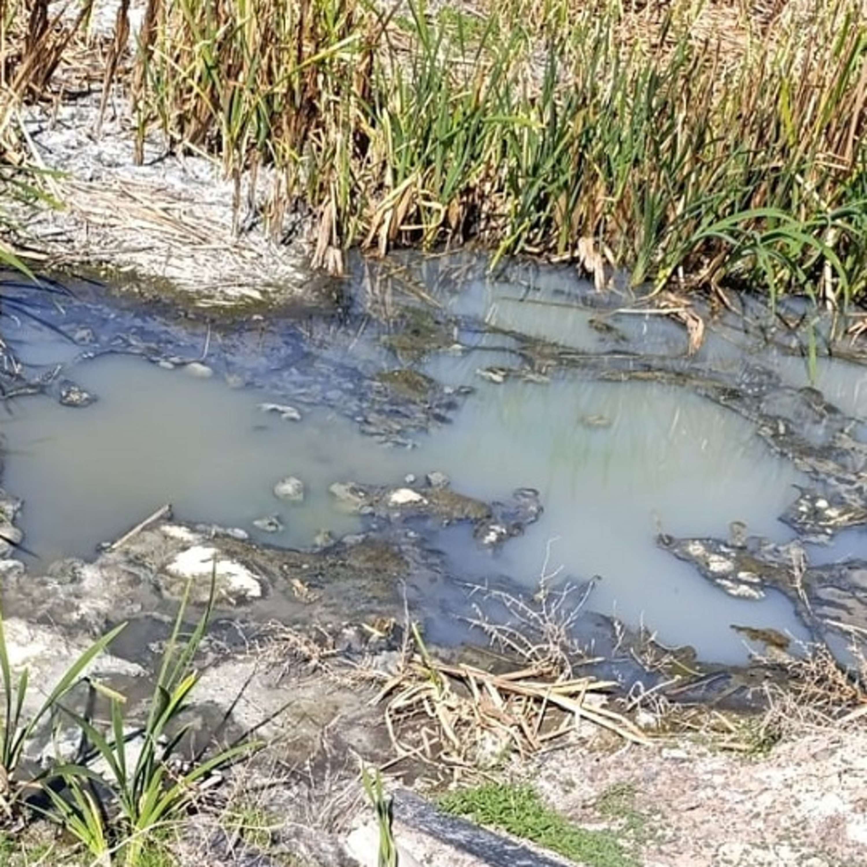Contaminación en el distrito La Pega - Fernando Durán episode artwork