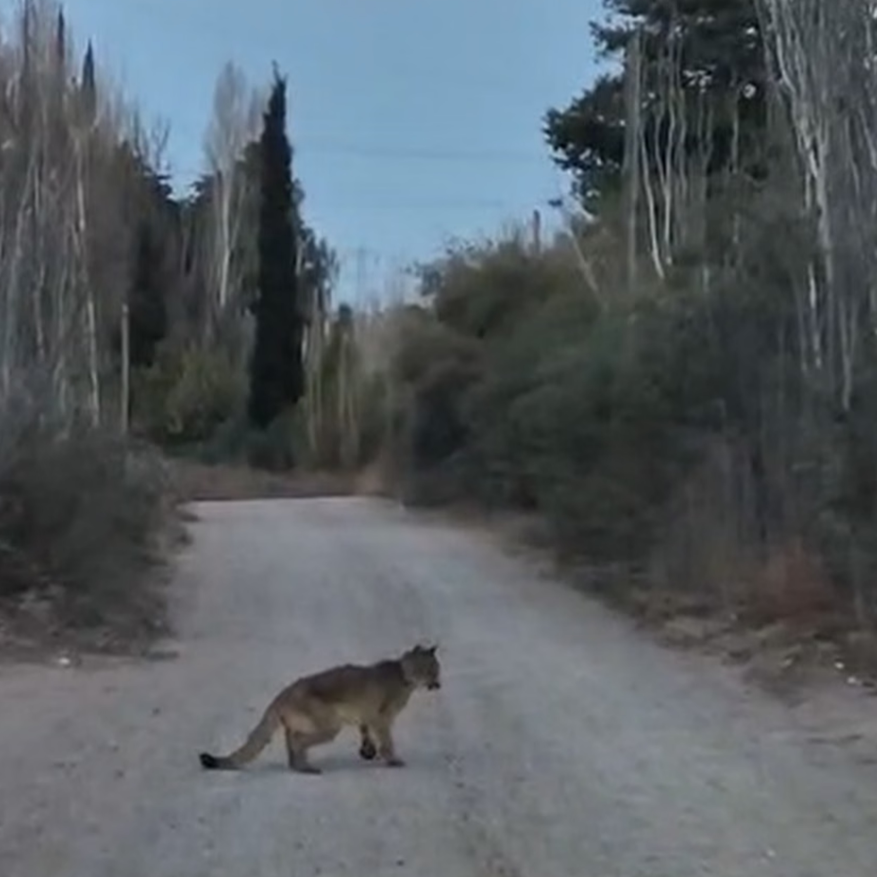 Aparición de un puma en zonas de Las Heras - Adrián Gorrindo episode artwork