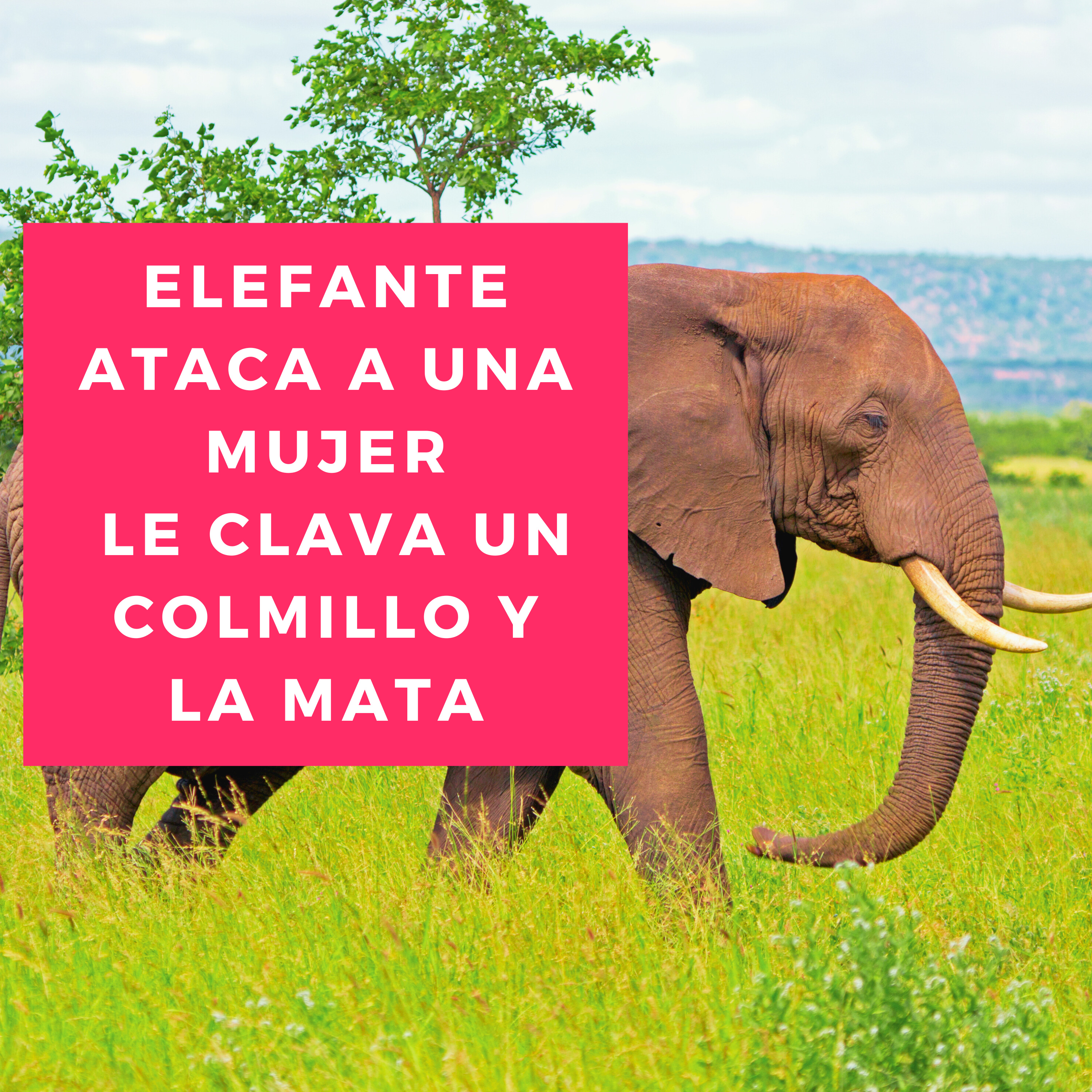 Elefante ataca a una mujer le clava un colmillo y la mata