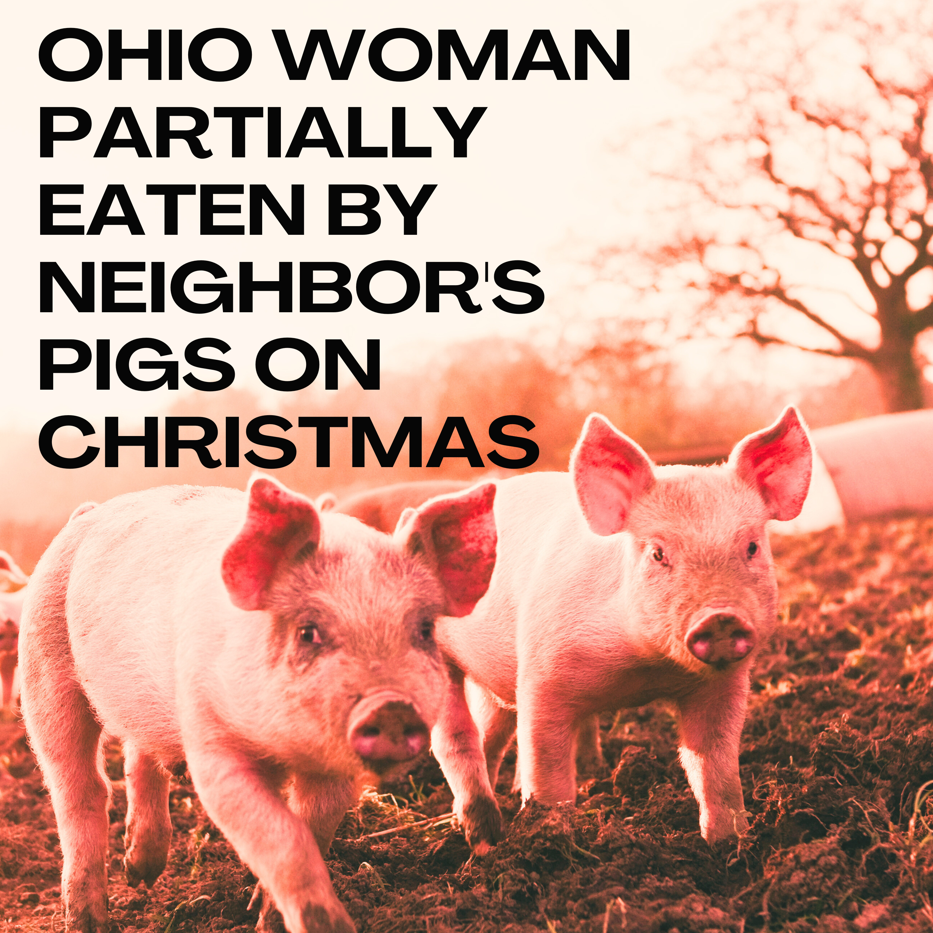 Ohio woman, 75, mauled to death and partially eaten by neighbor’s pigs on Christmas