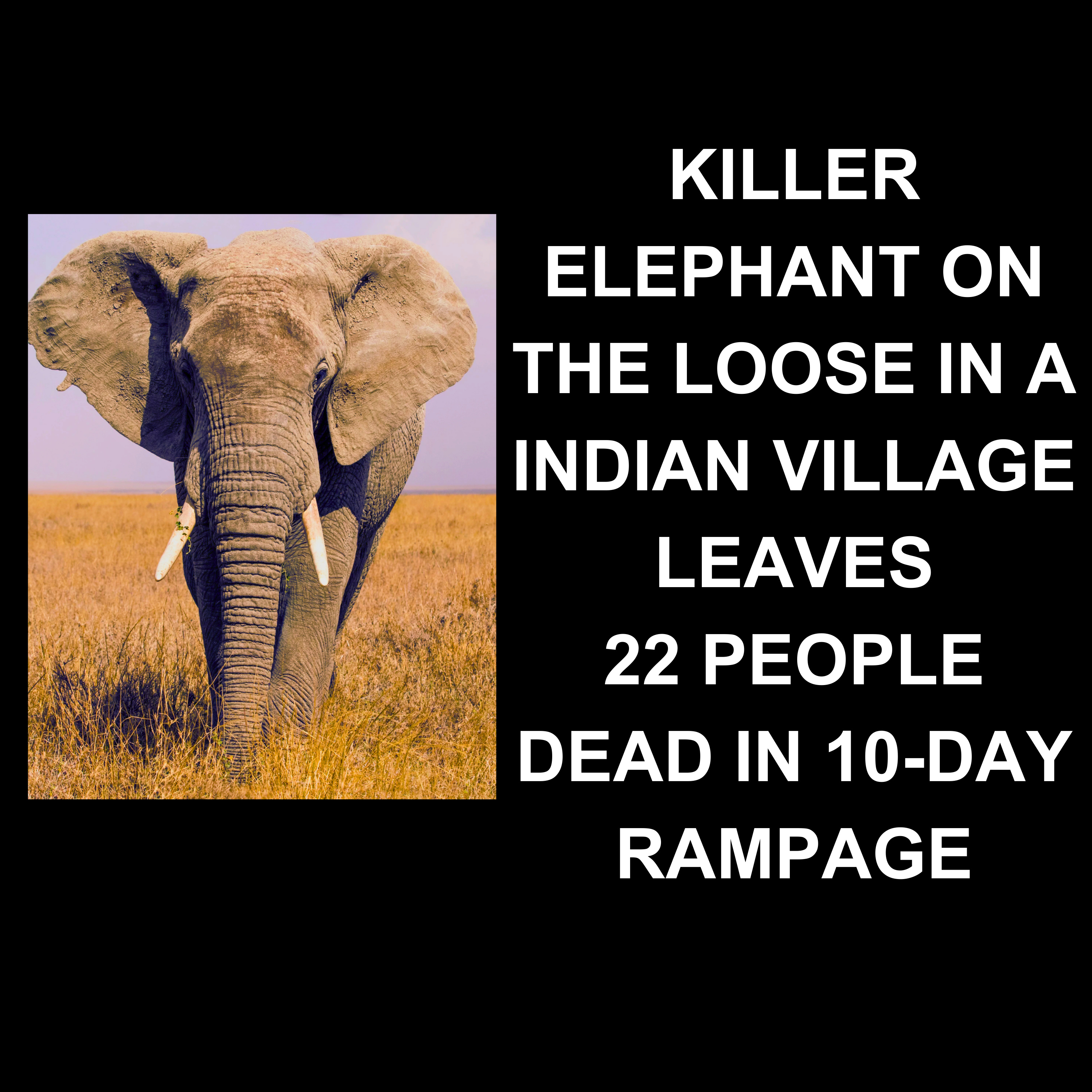 Killer Elephant on the Loose in India still at large after killing 22 people in 10 days episode artwork