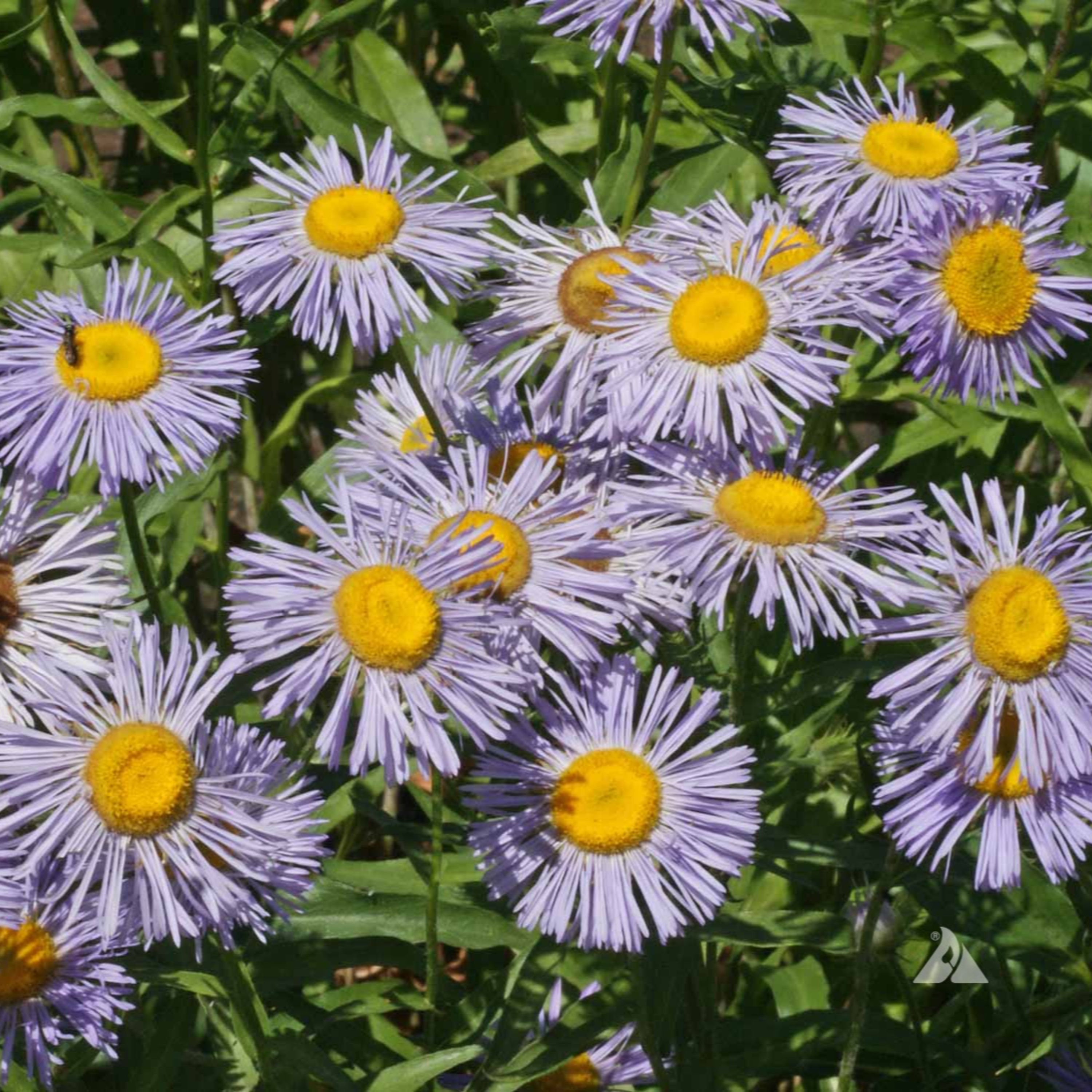 Aspen Fleabane (Erigeron speciosus)