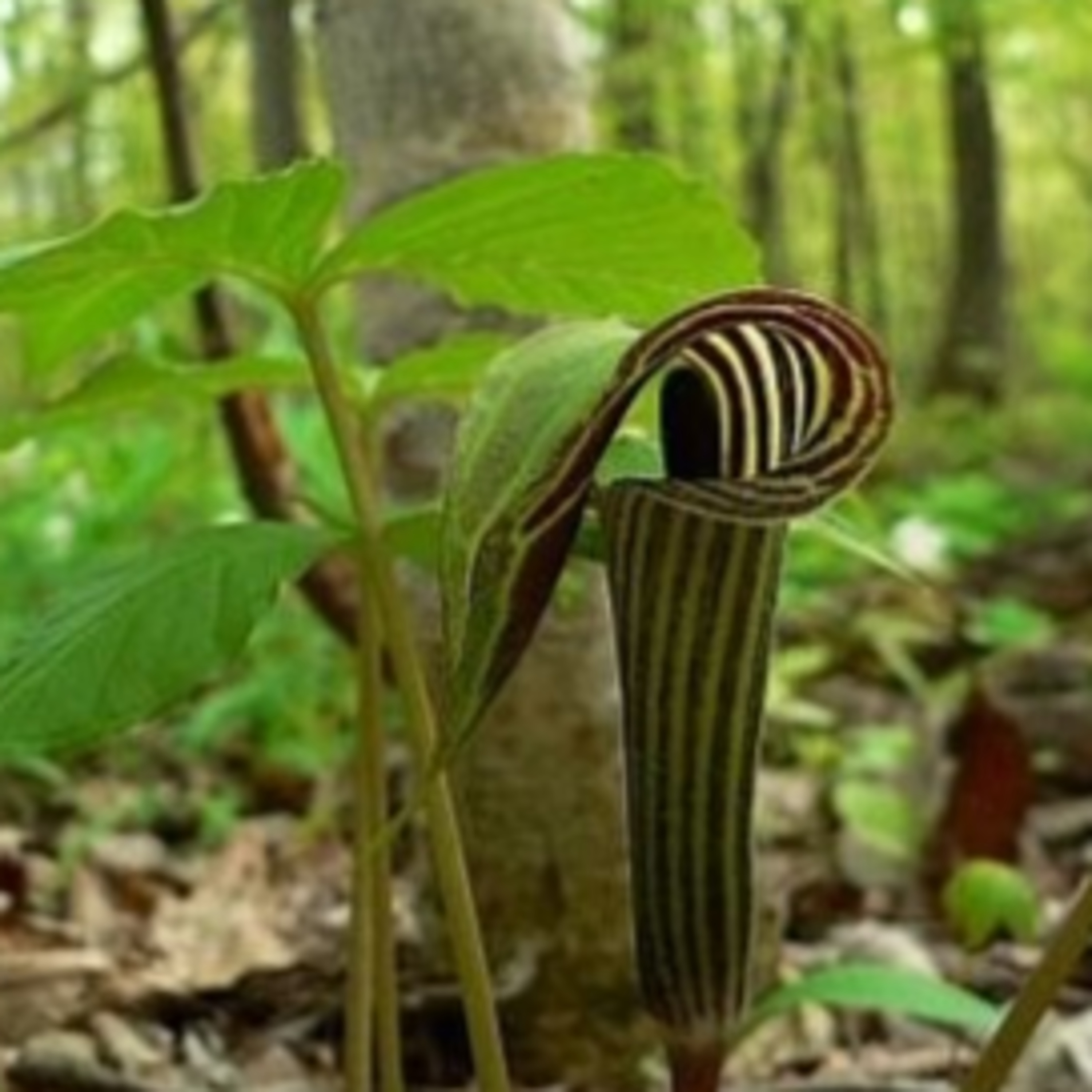 Jack-in-the-Pulpit (Arisaema triphyllum)
