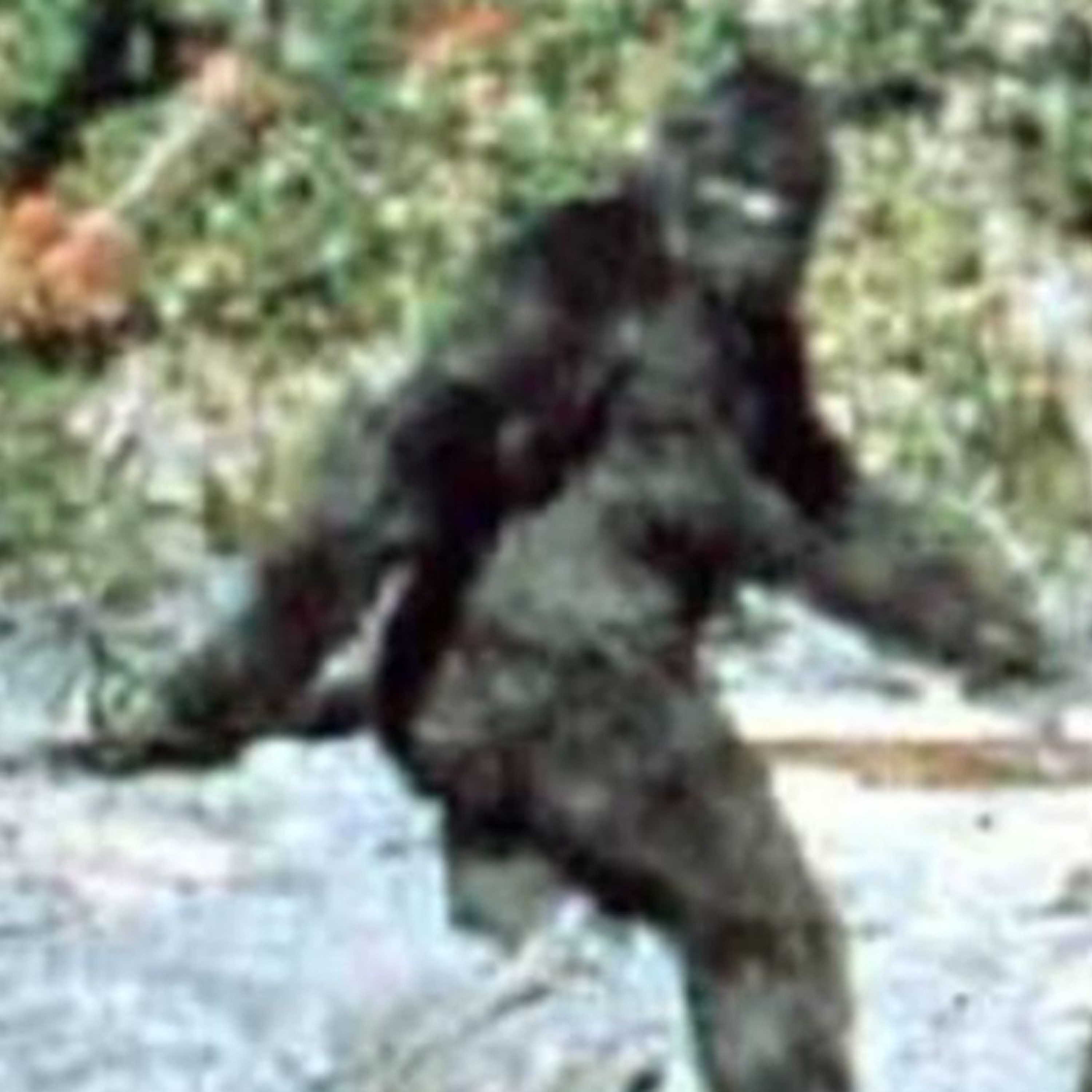 Episode 013 - Bigfoot Lives