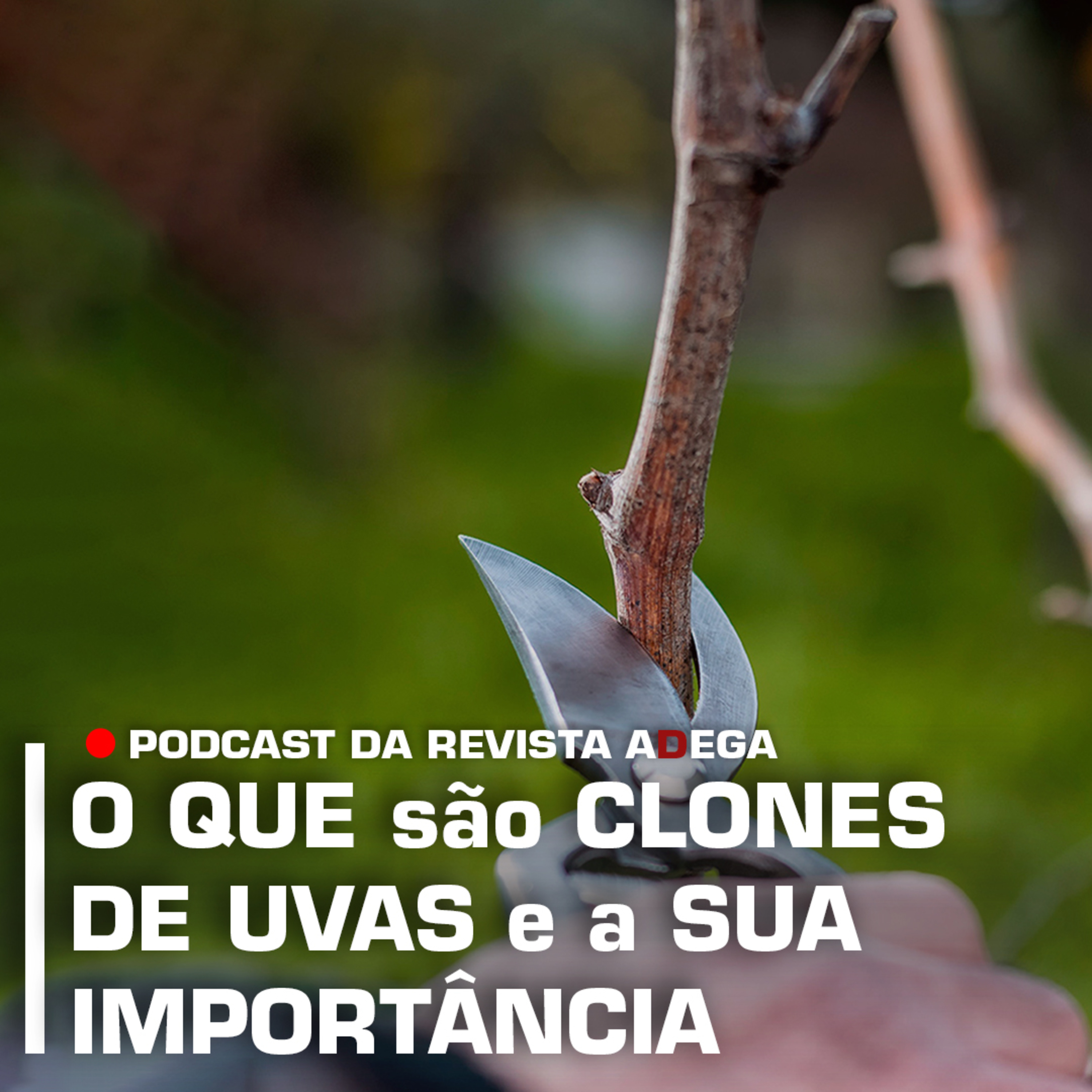 Revista ADEGA
