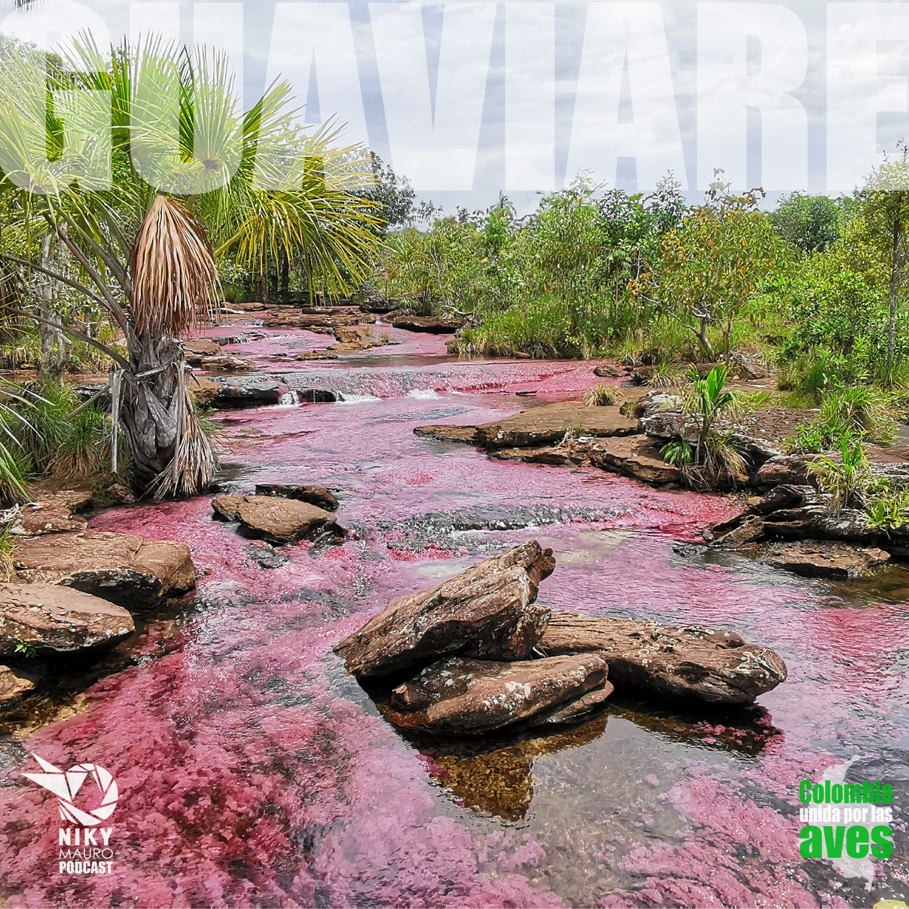 Portada de Unidos x Las Aves