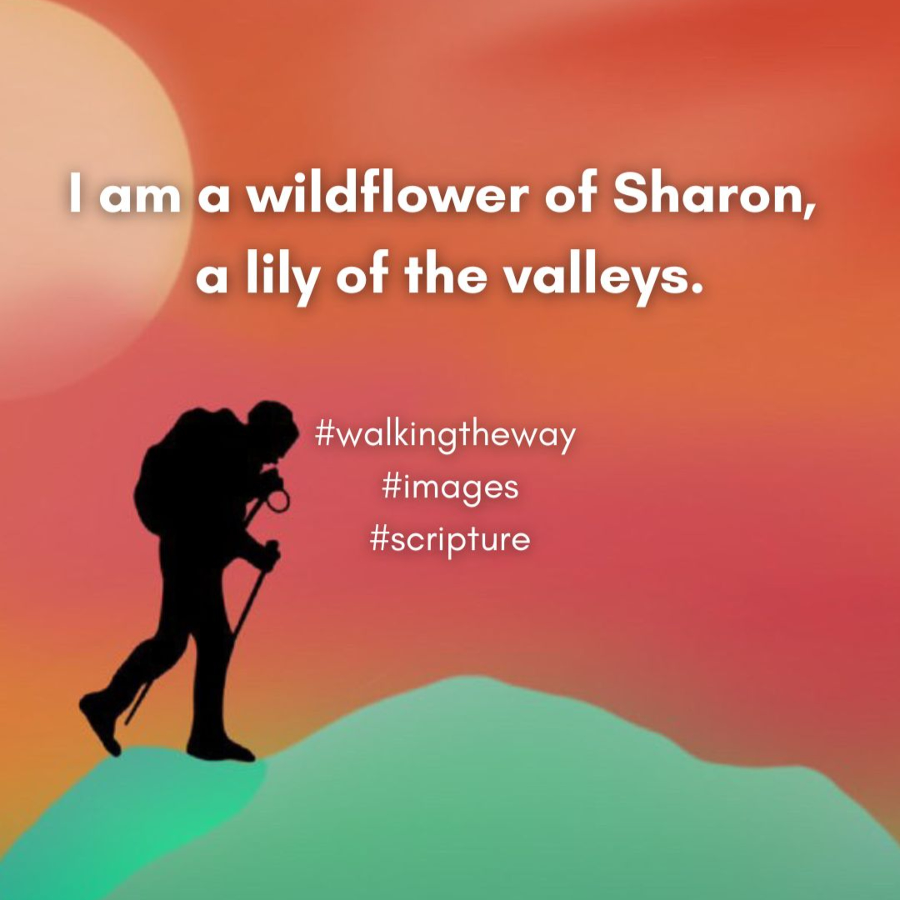 Walking the Way 26th November 2025 - Rose of Sharon episode artwork