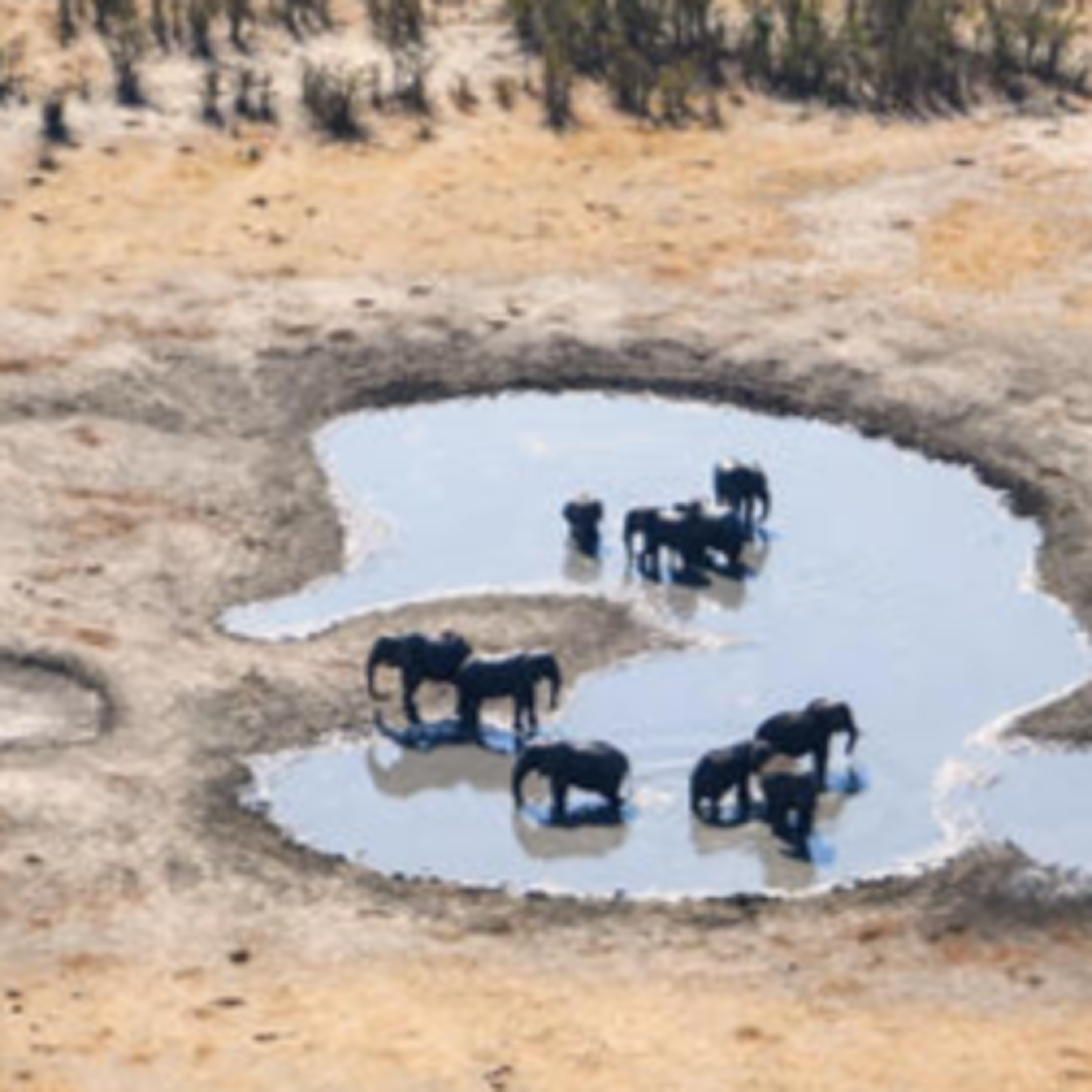 La vida en el Waterhole. El pozo de agua en Africa episode artwork