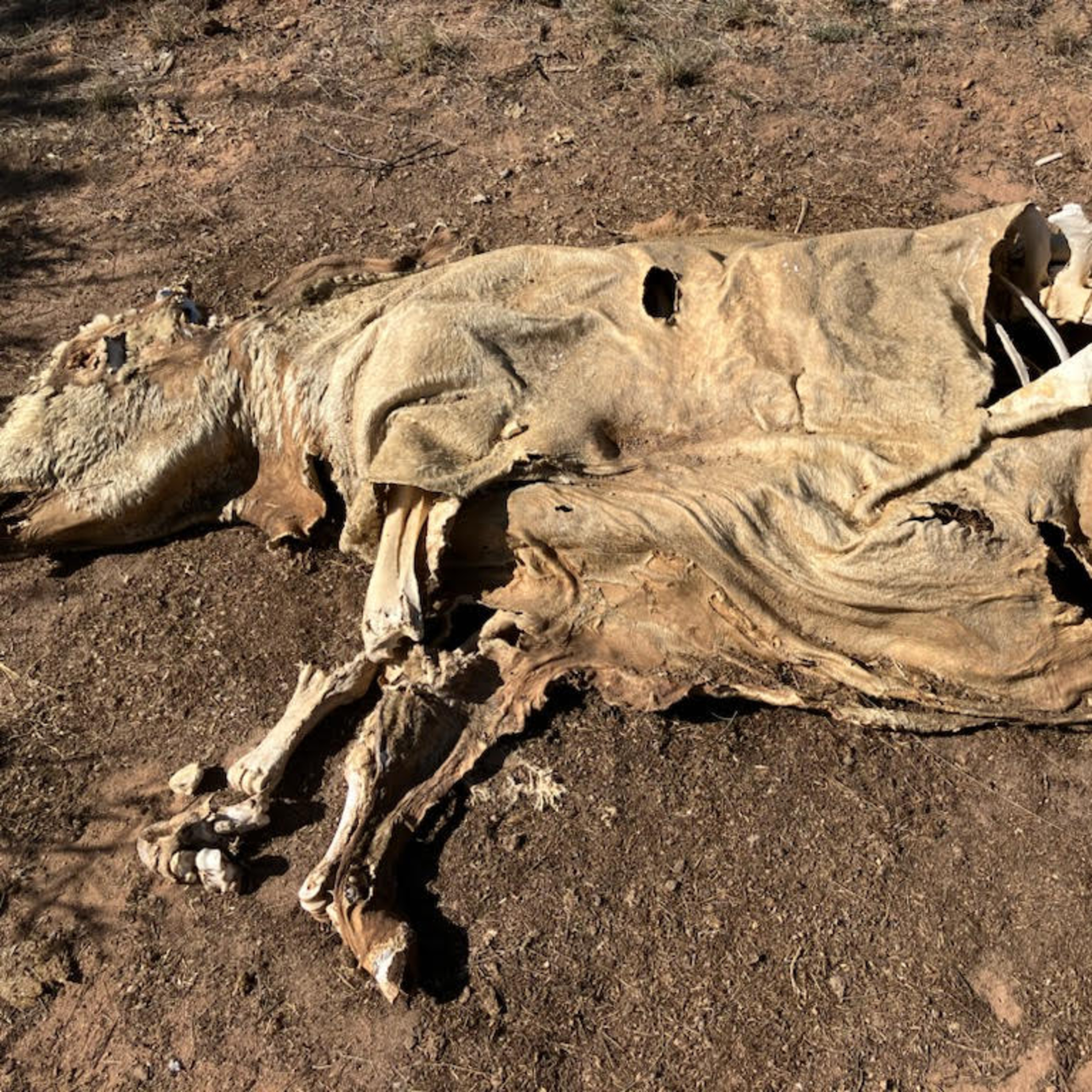 Head8BearGo