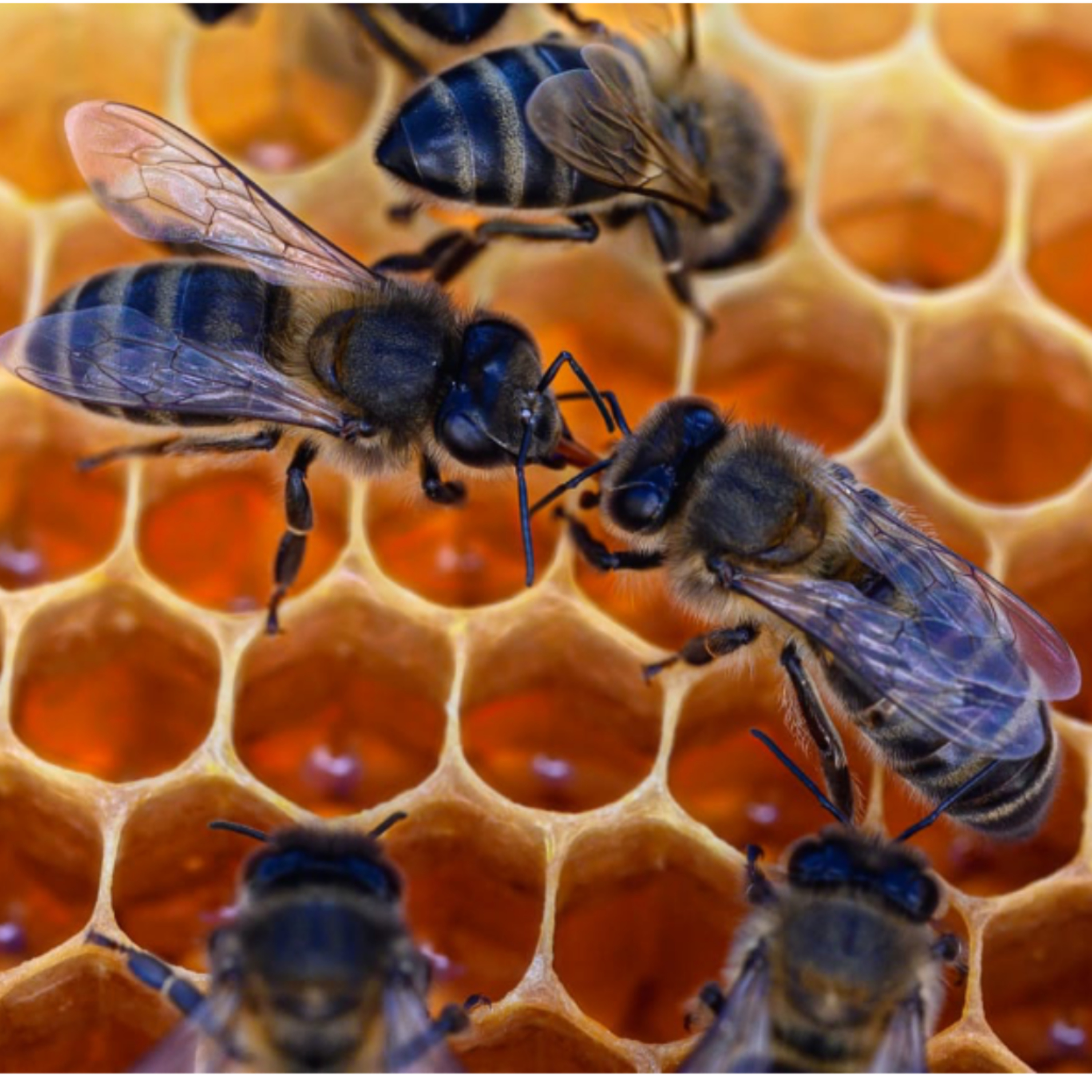Portada de Caminando entre Abejas