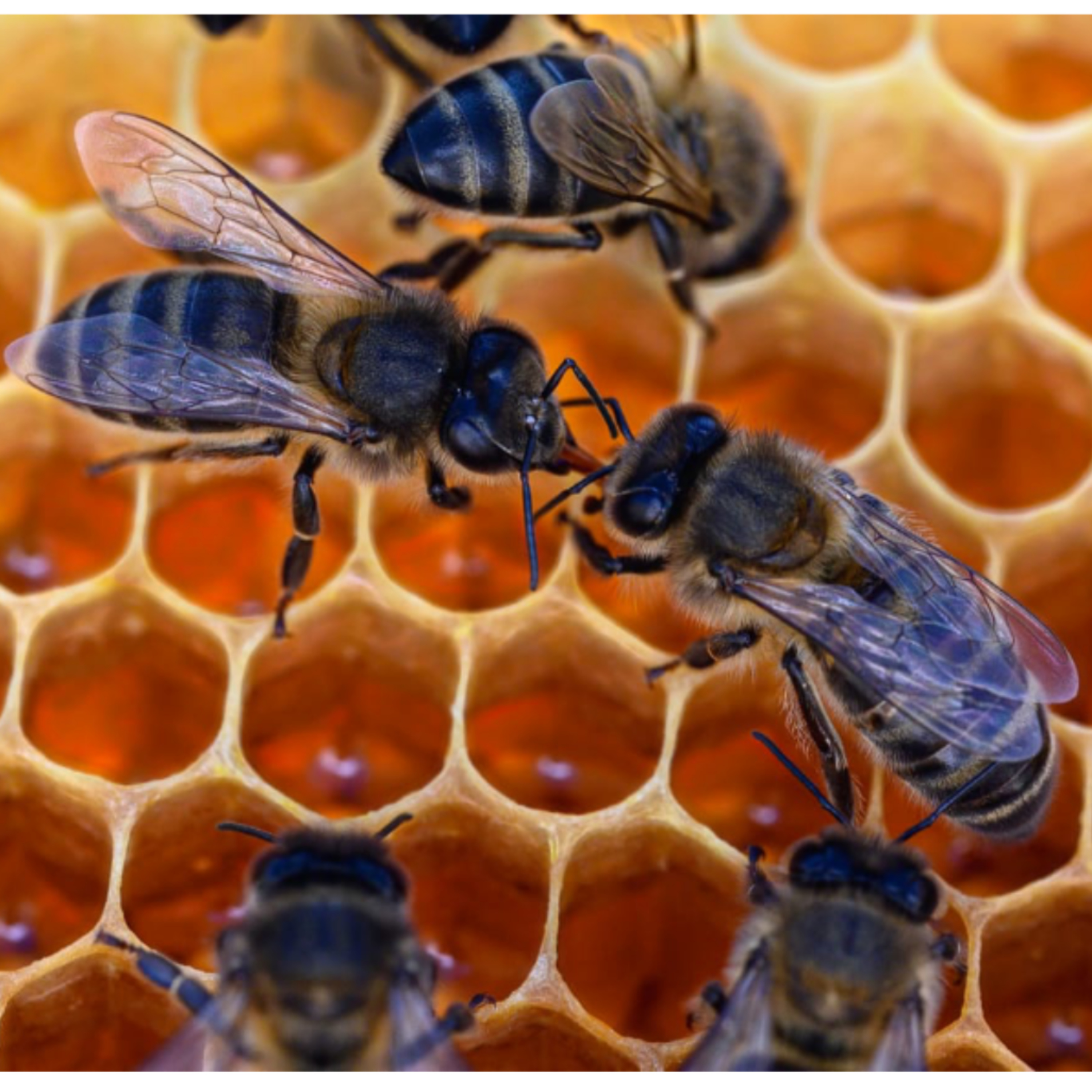 Portada de Caminando entre Abejas