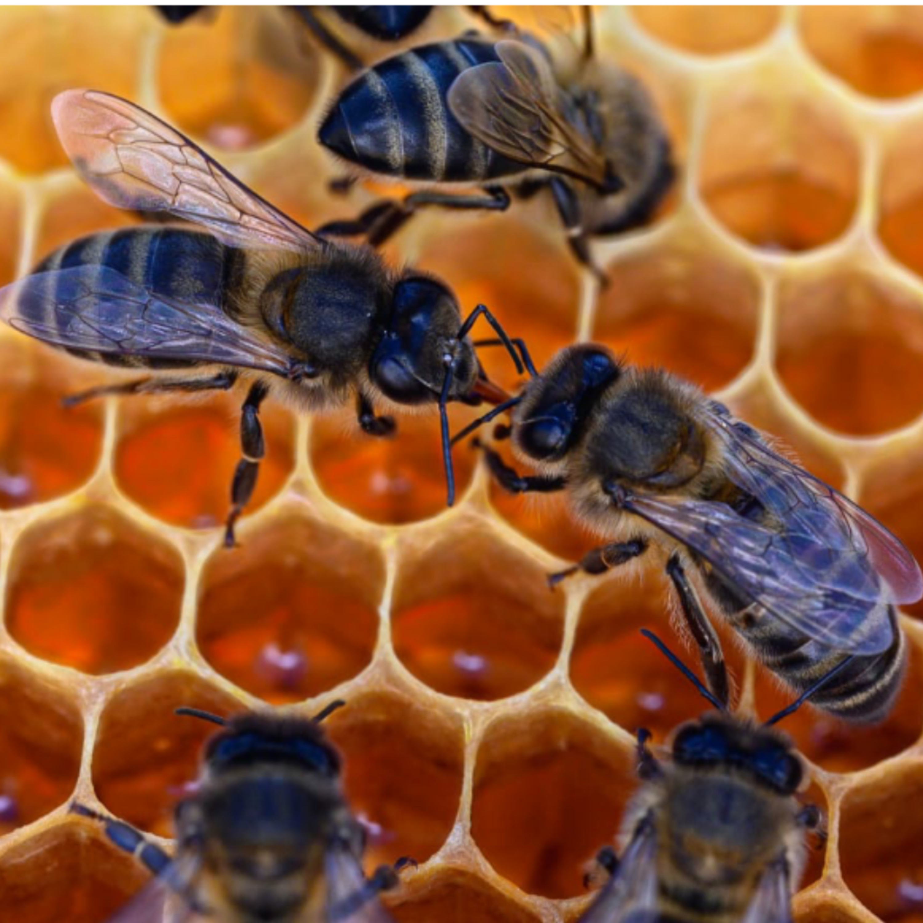 Portada de Caminando entre Abejas