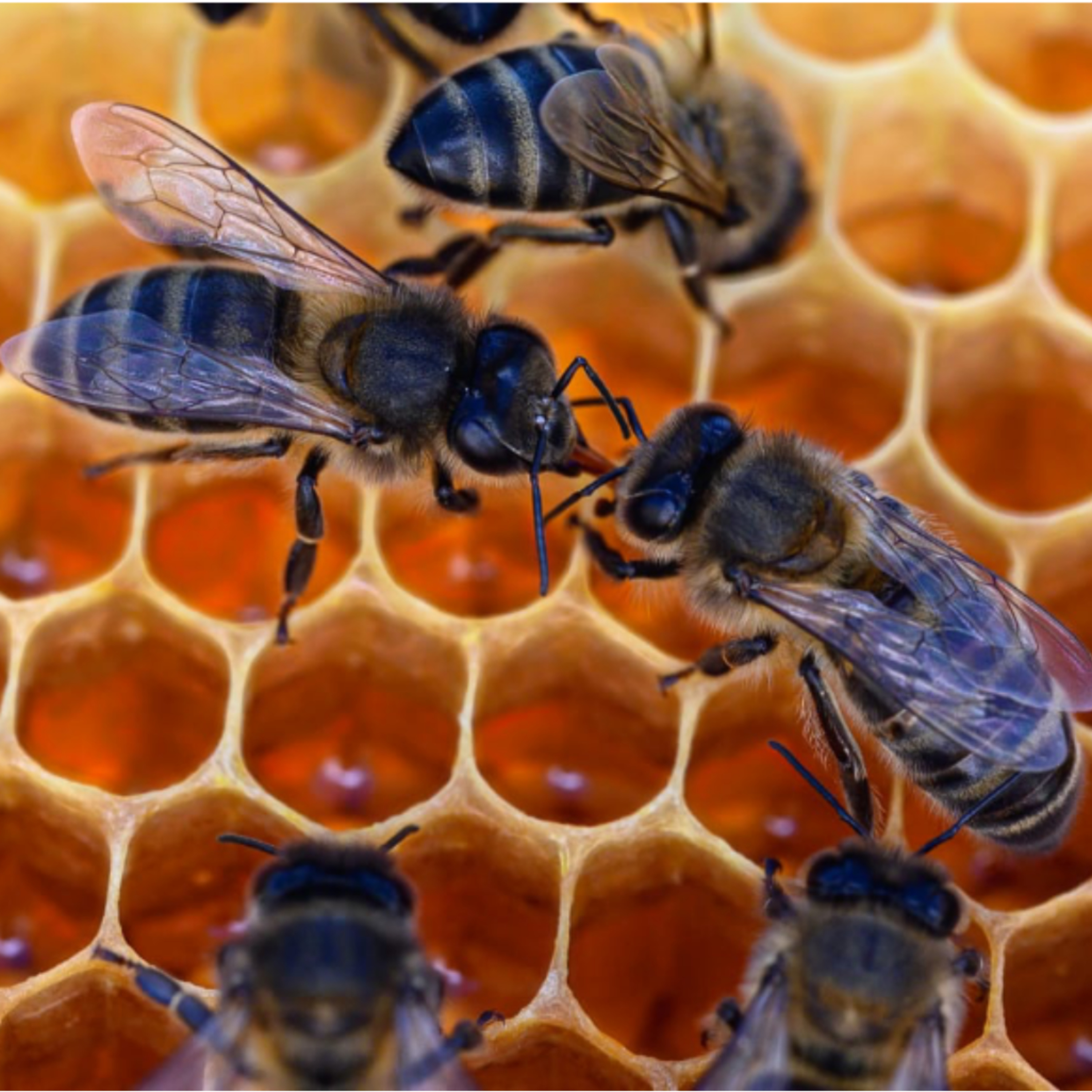 Portada de Caminando entre Abejas