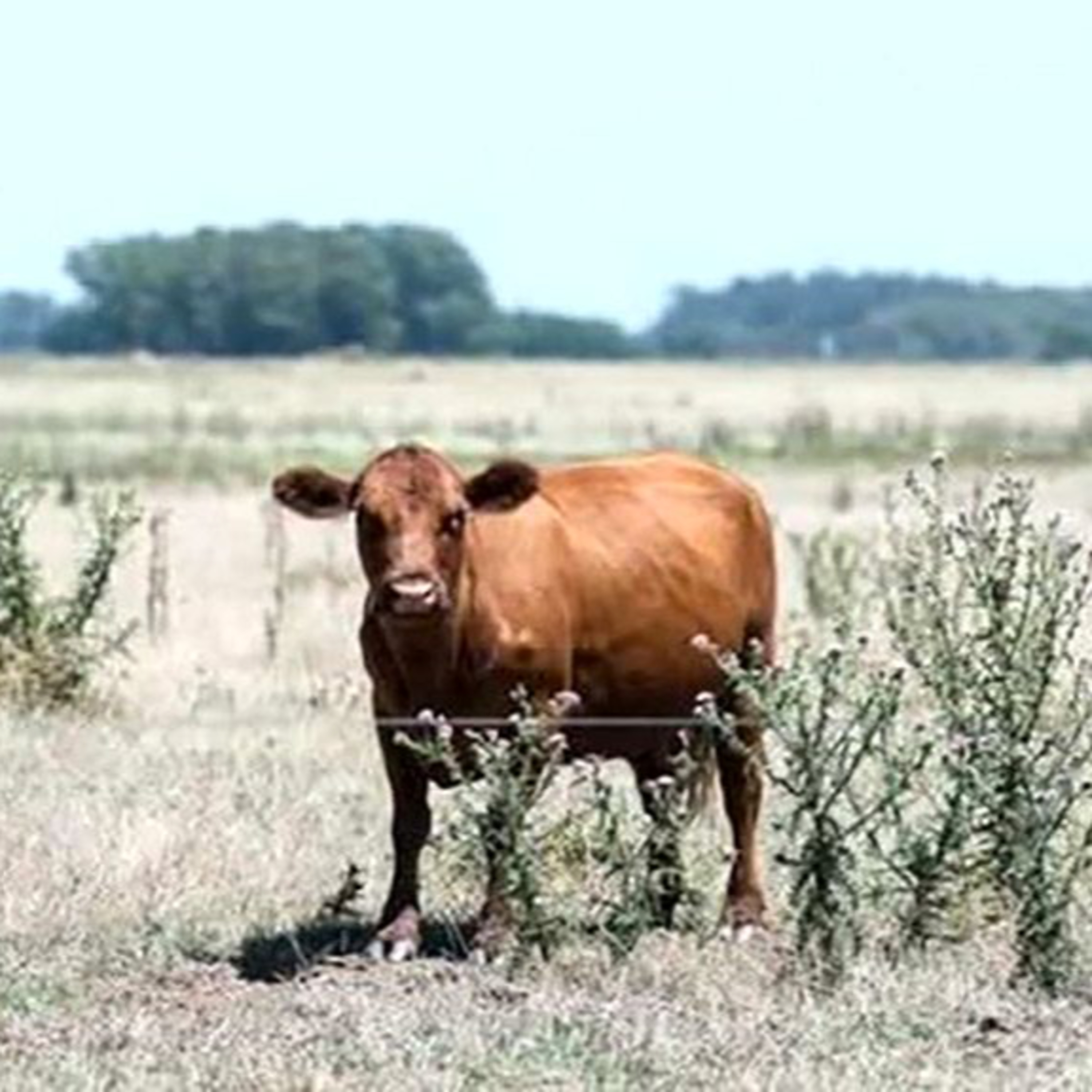 Portada de Palabra de Campo