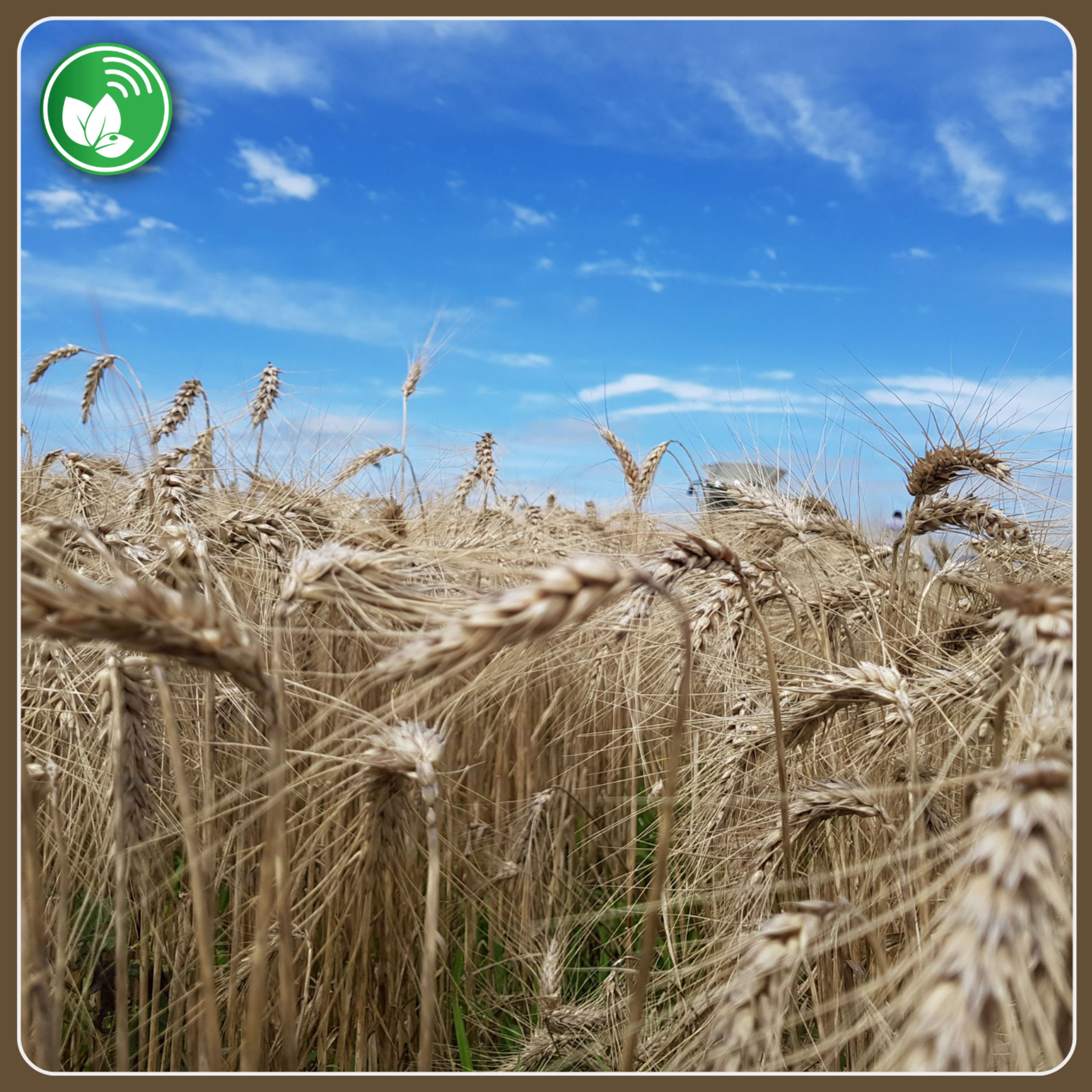 Portada de Palabra de Campo
