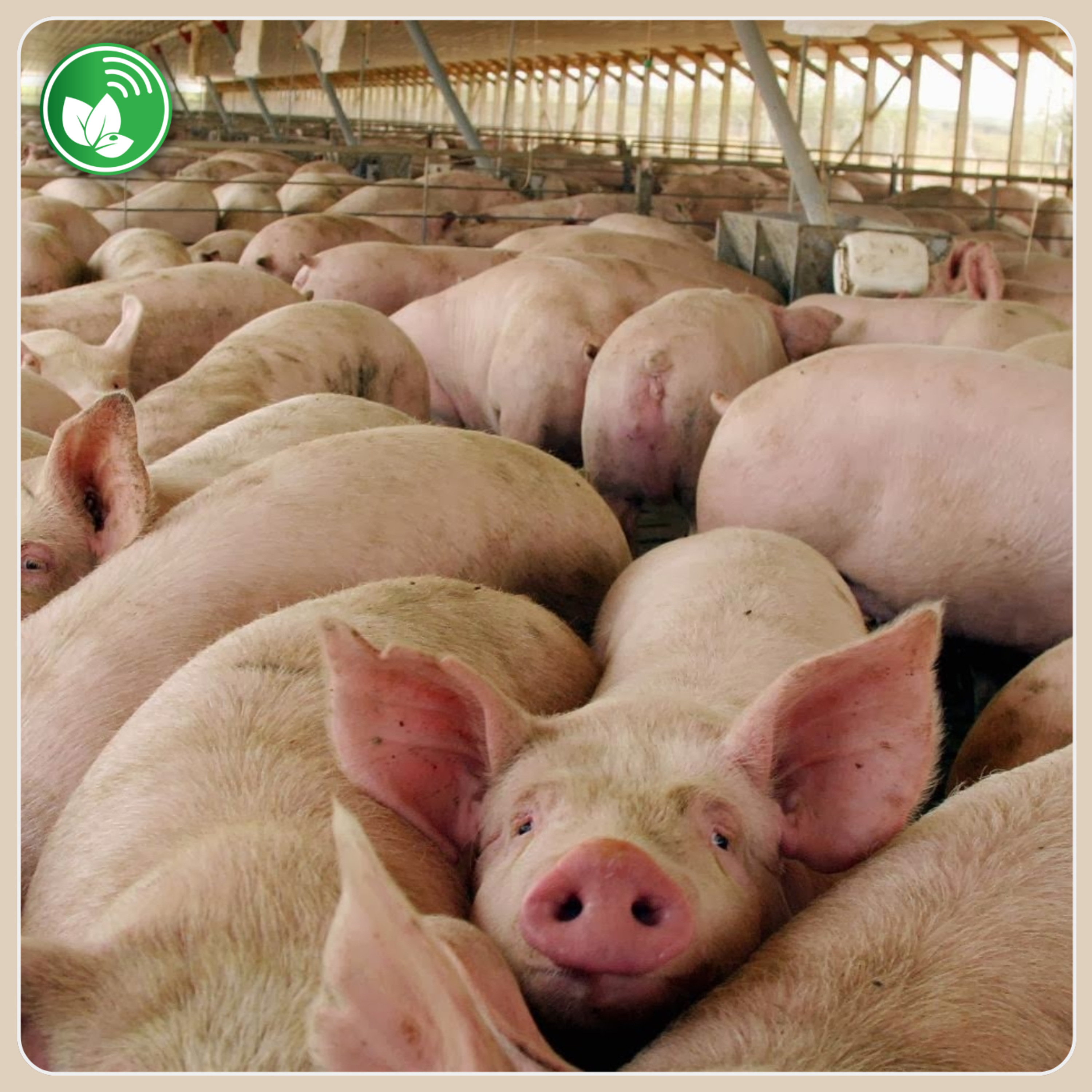 Portada de Palabra de Campo
