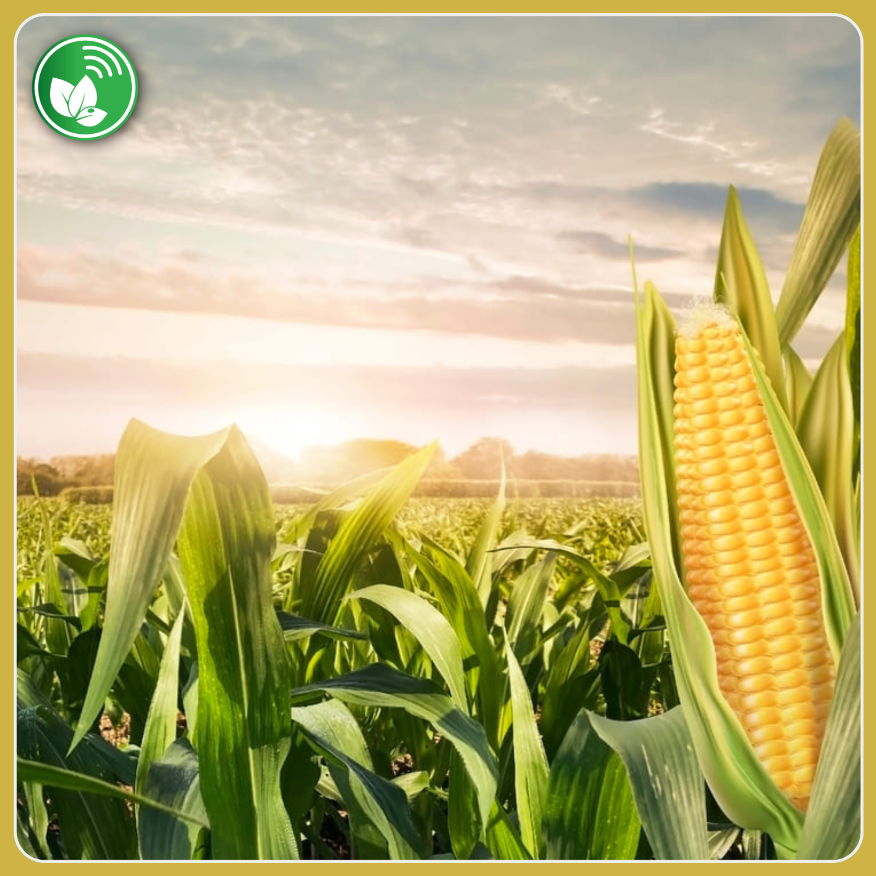 Maíz en alza y debate global: biotecnología, mercado y el futuro del agro argentino