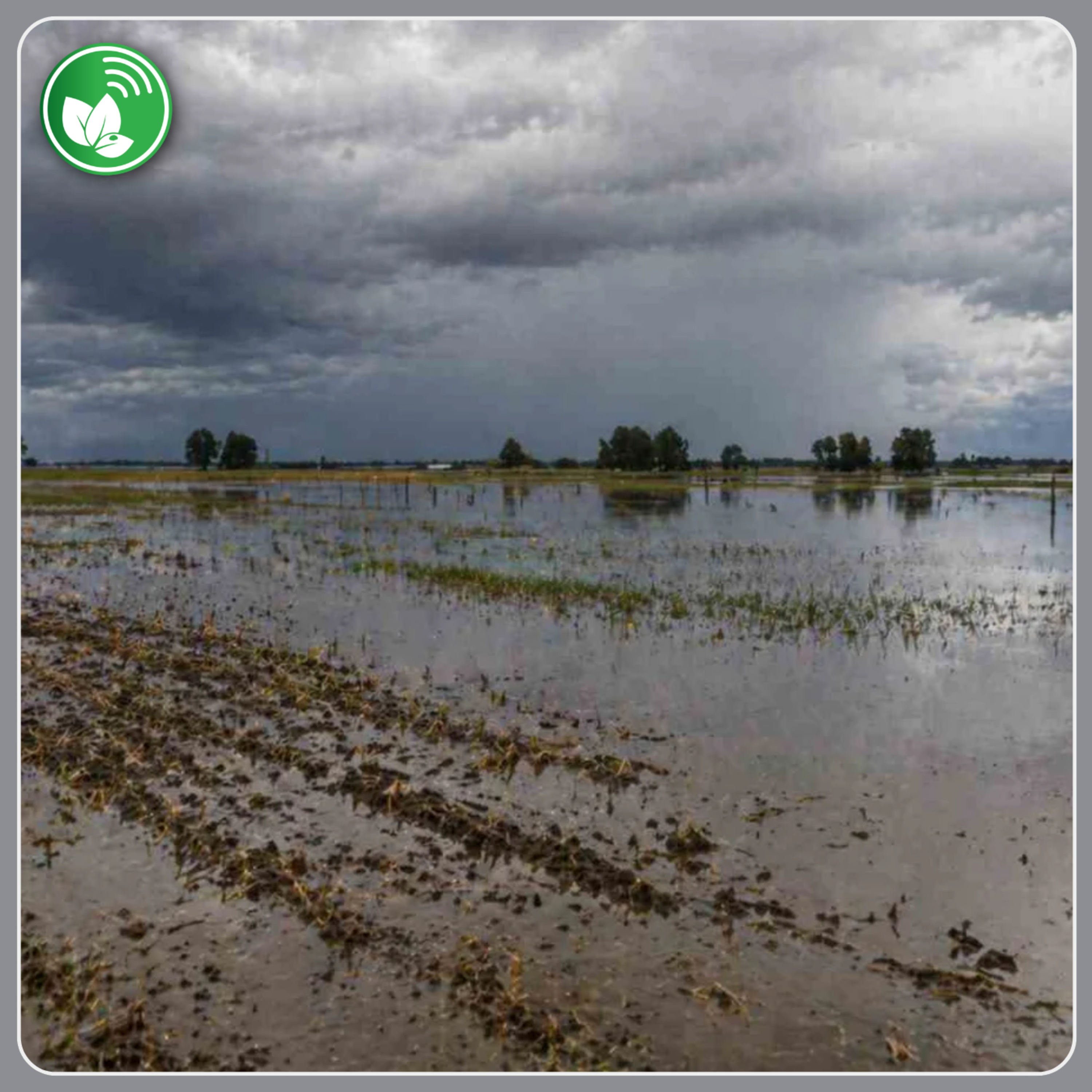 Inundaciones en Santa Fe: “Se perdió el 80% y faltan meses para volver a producir” episode artwork