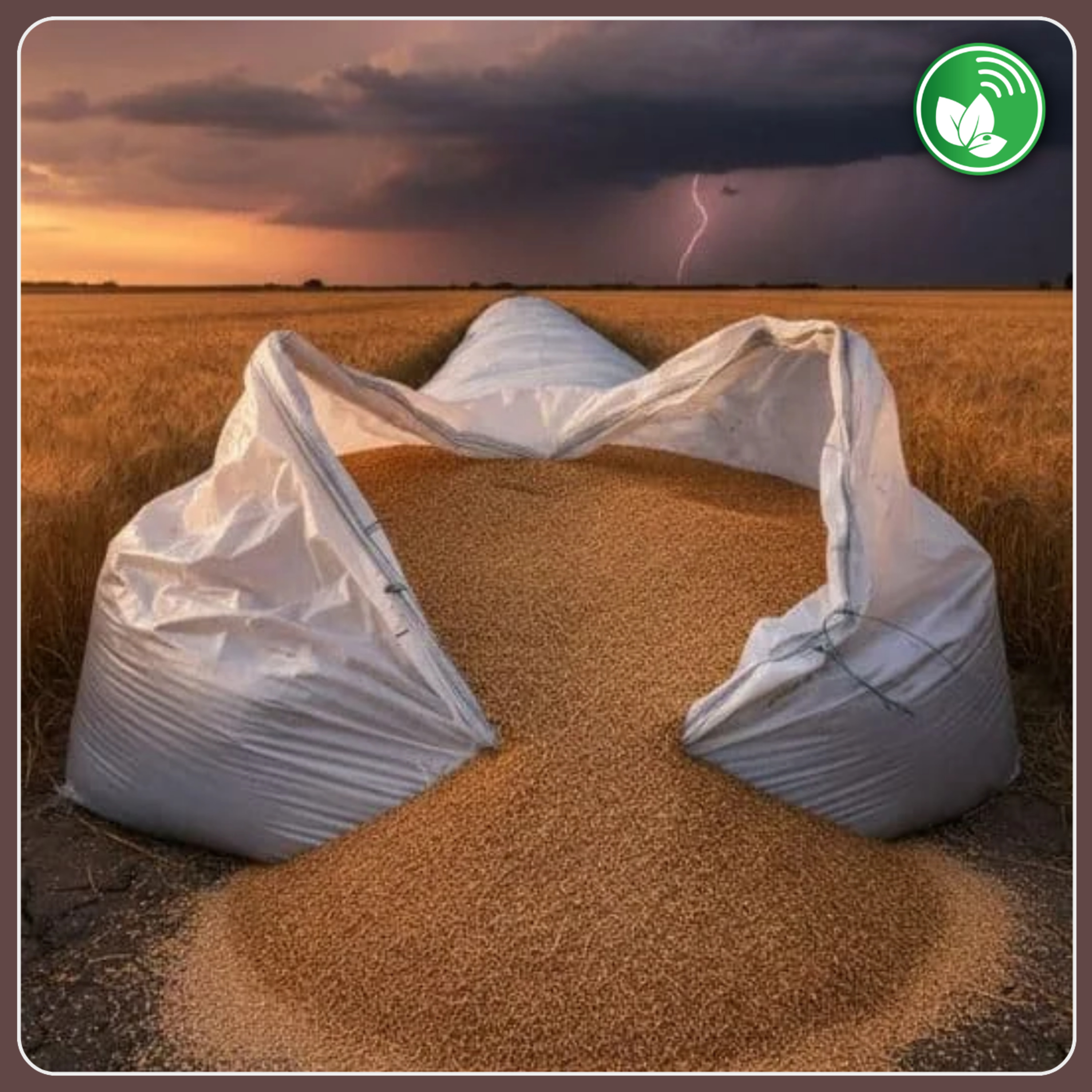 Portada de Palabra de Campo