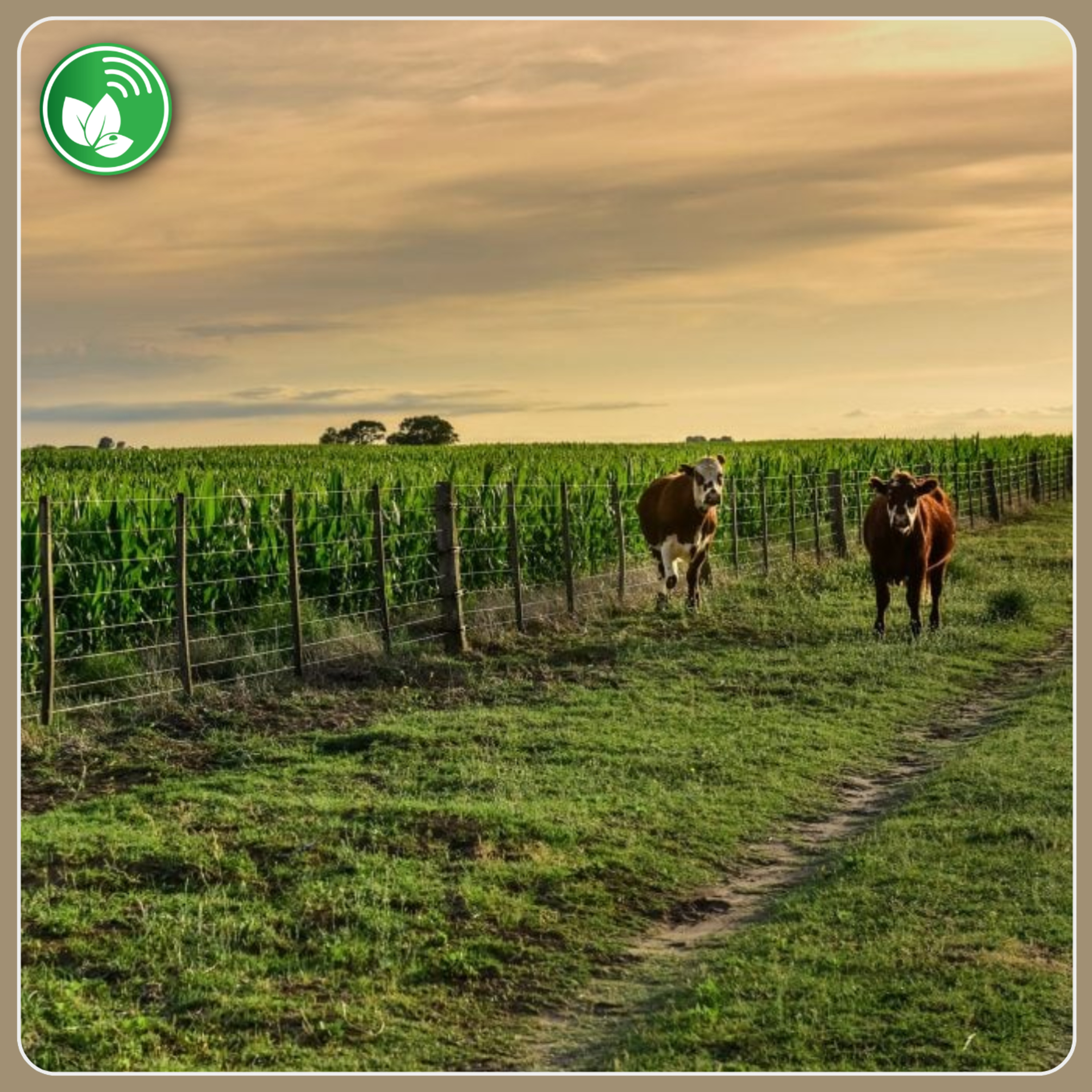 Portada de Palabra de Campo