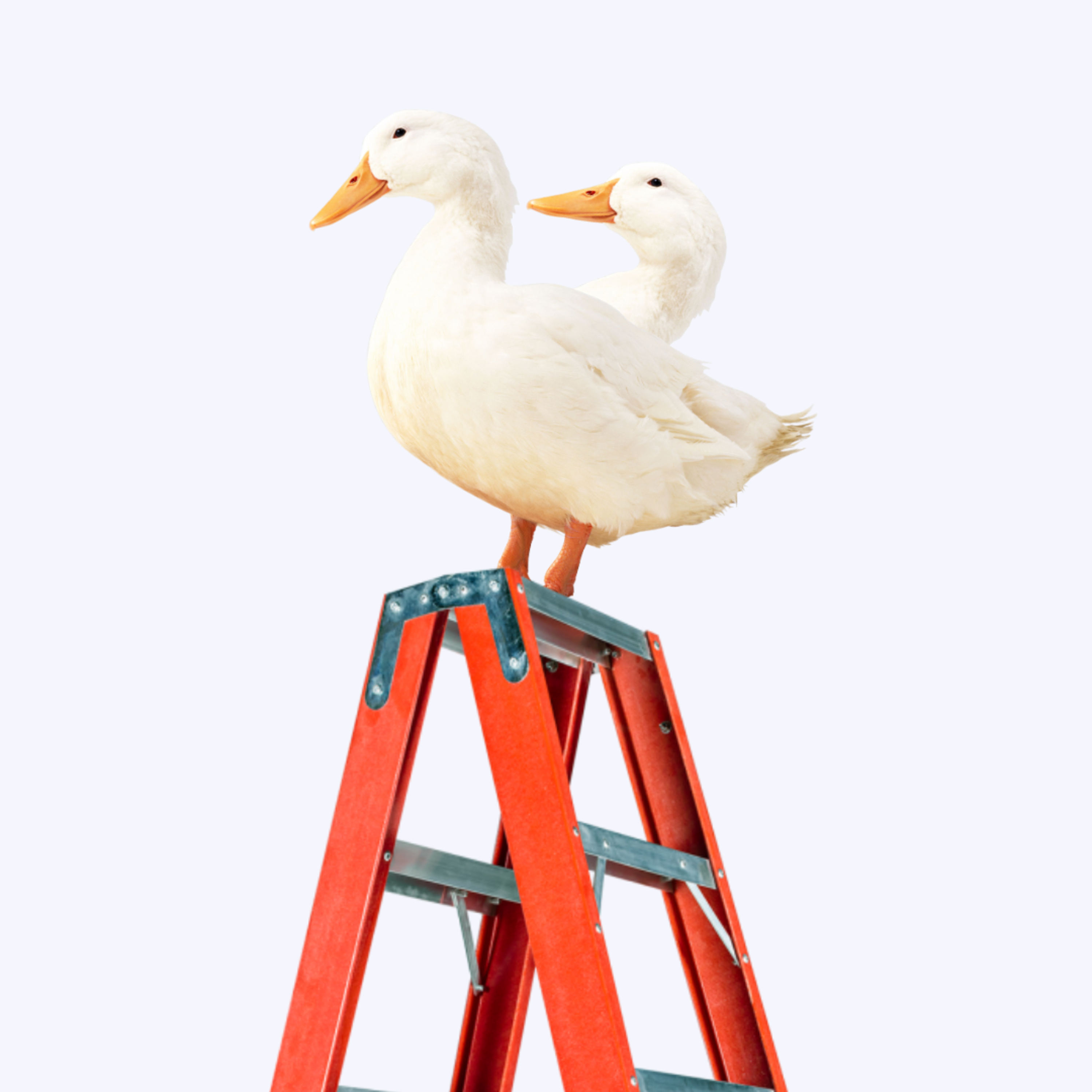 pato escada podcast
