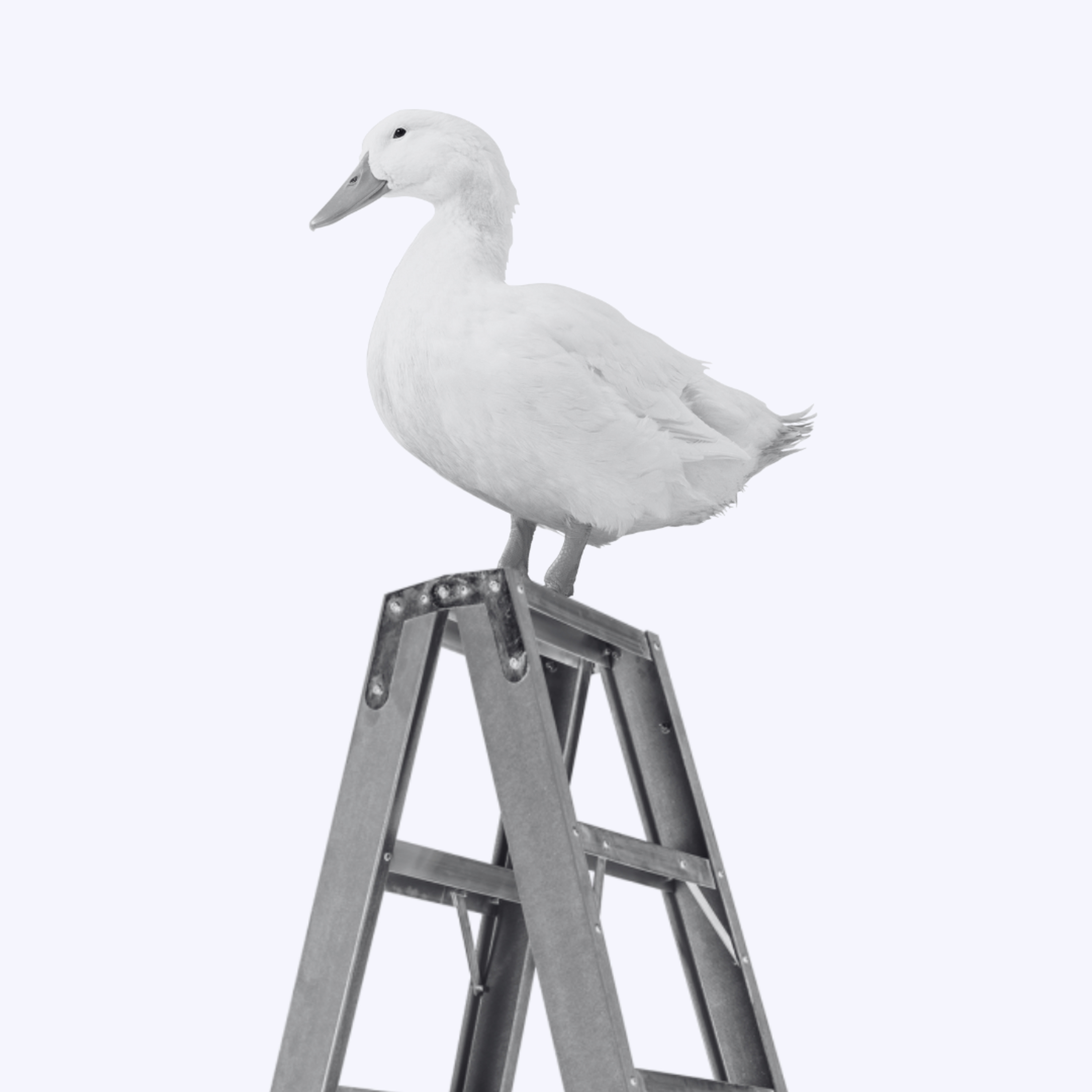 pato escada podcast
