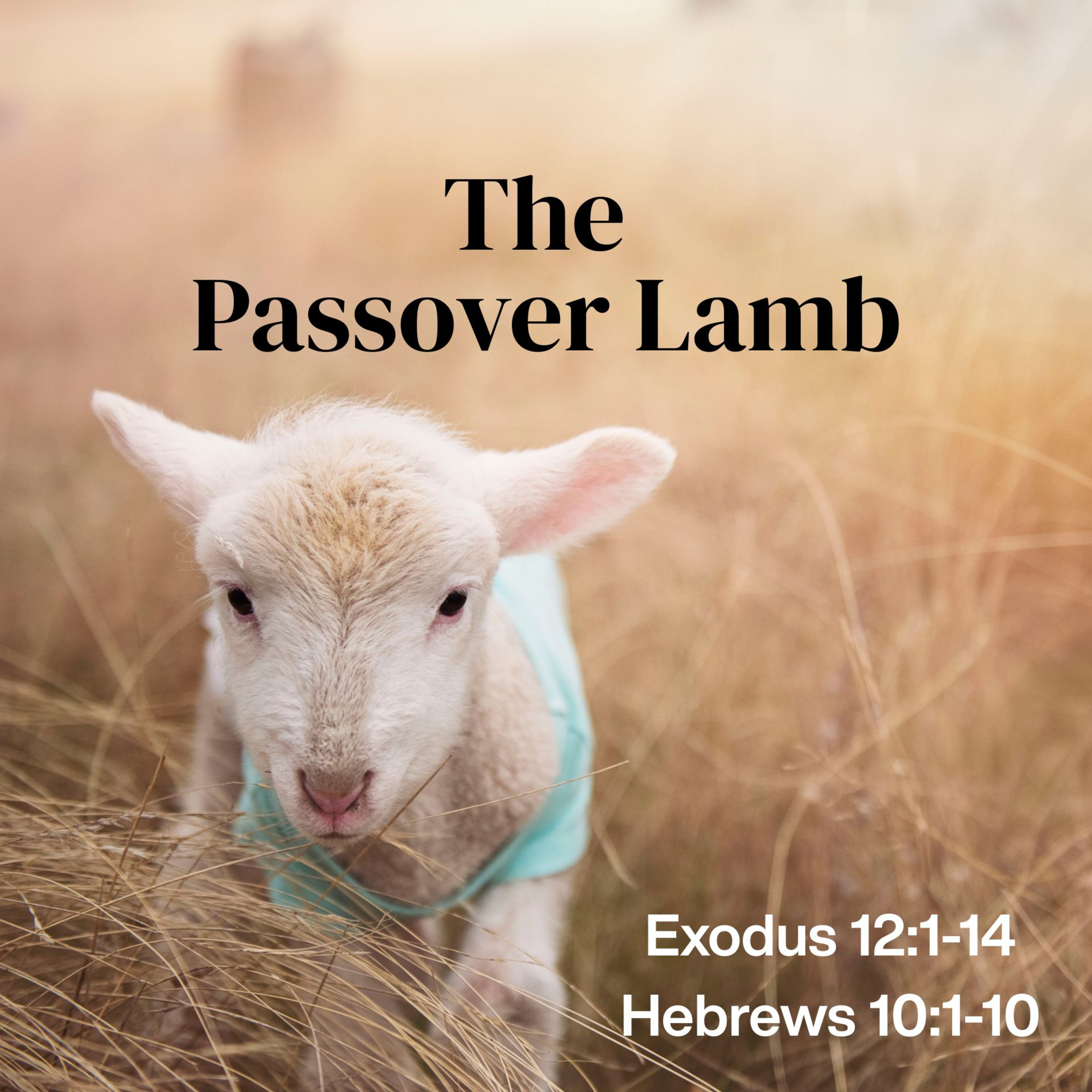 Easter Sunday: The Passover Lamb episode artwork