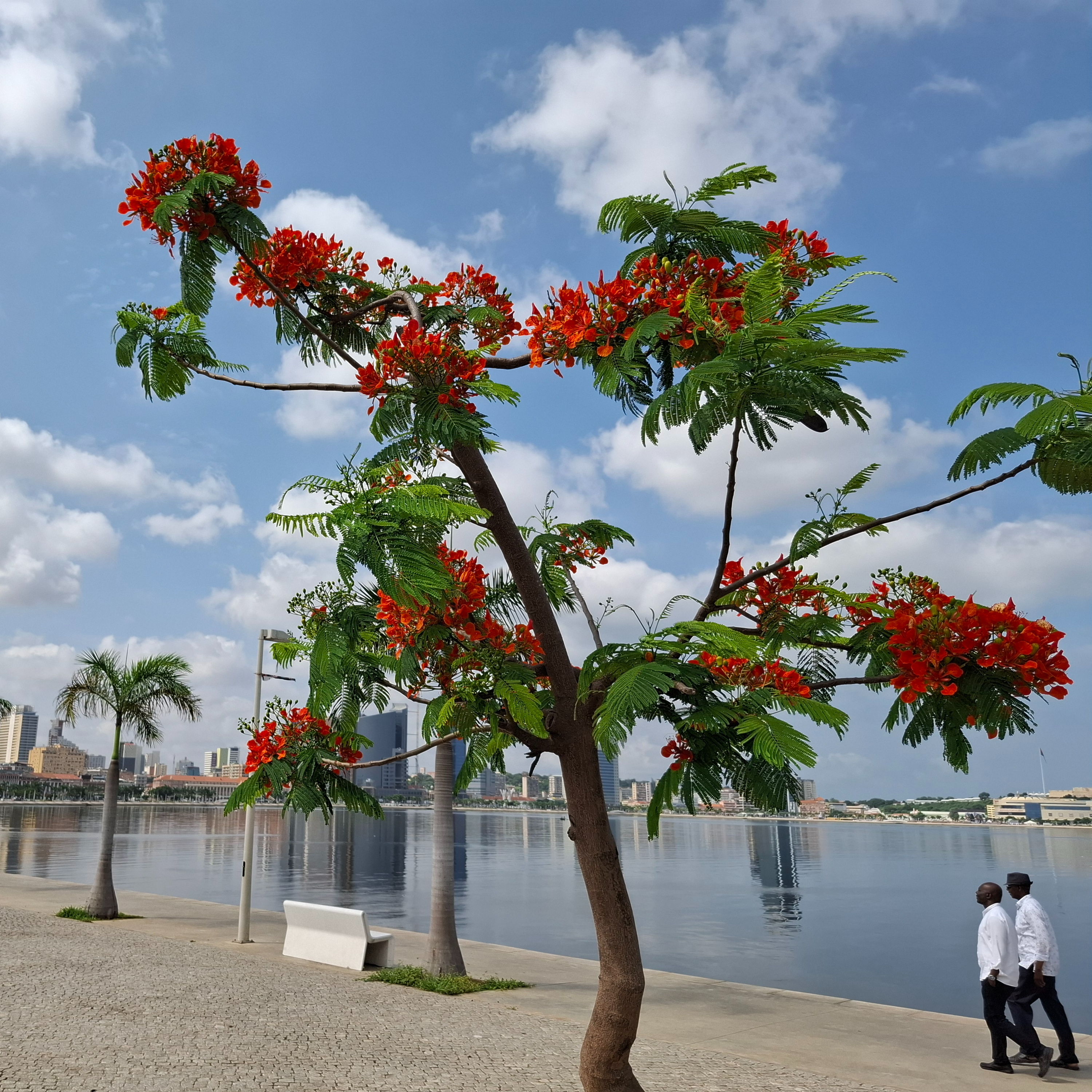 LUSOFONIAS - Angola, 50 anos de luzes e sombras episode artwork
