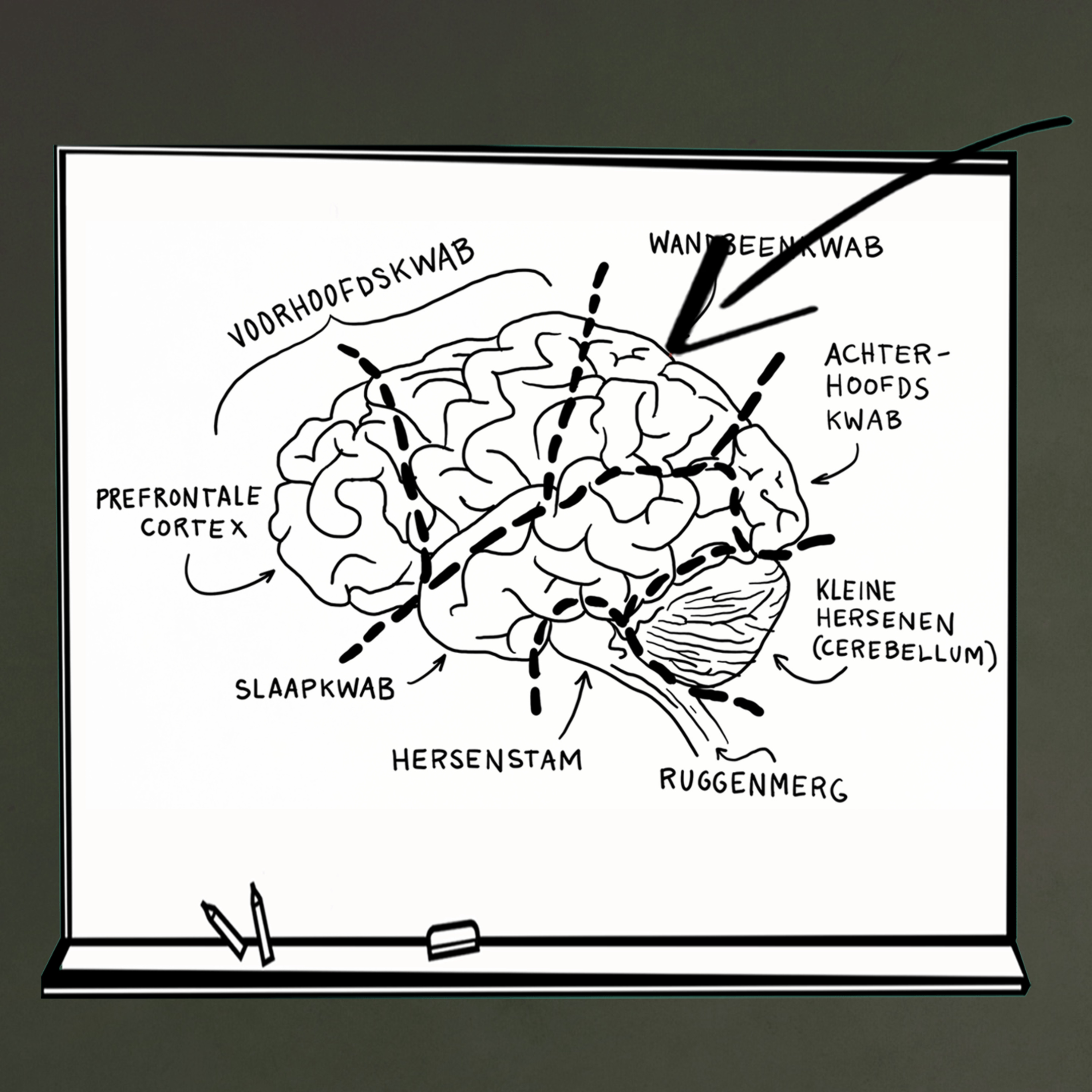 Hersenen en leren Deel 1 - De werking van de hersenen en hersengebieden  episode artwork