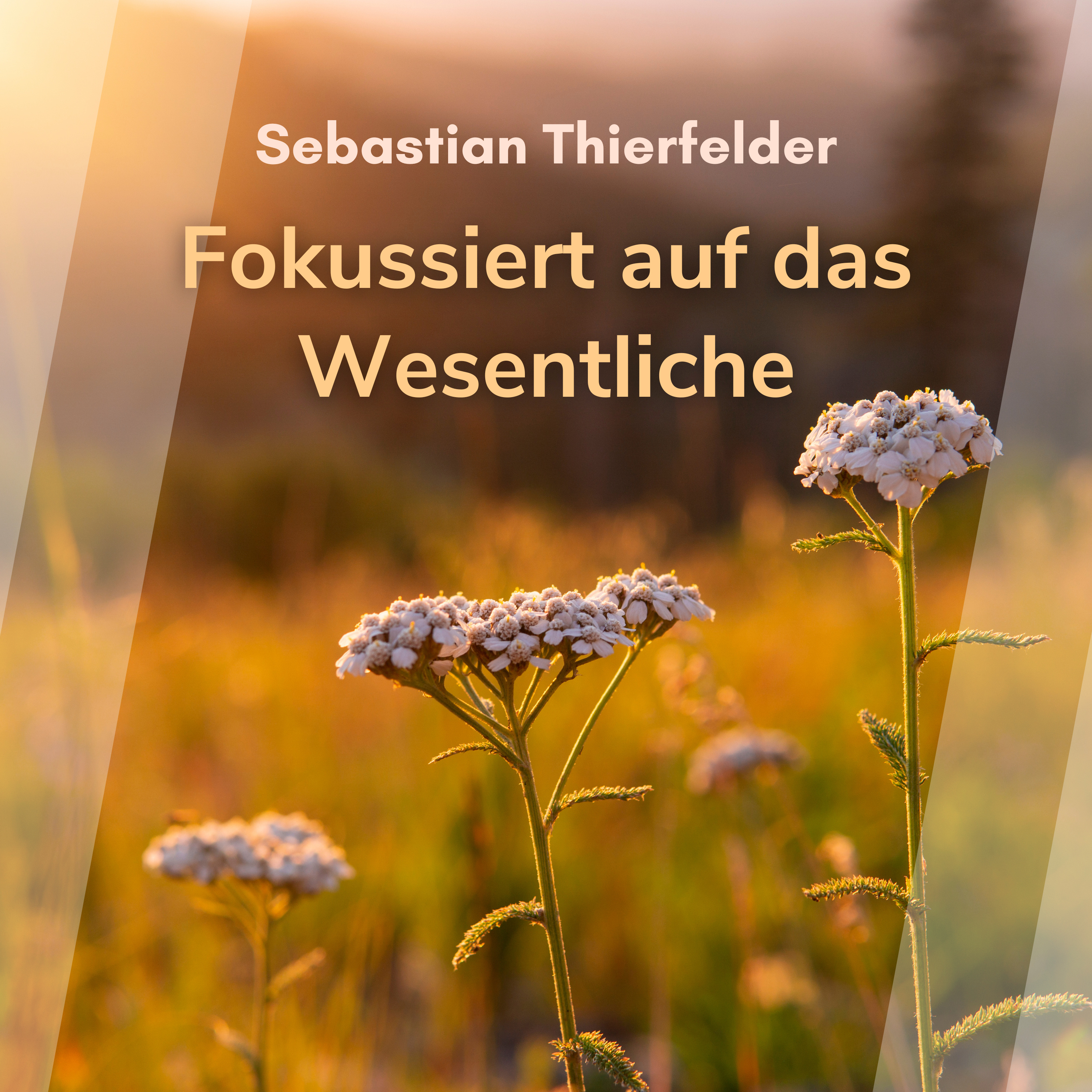 Fokussiert auf das Wesentliche (Sebastian Thierfelder)