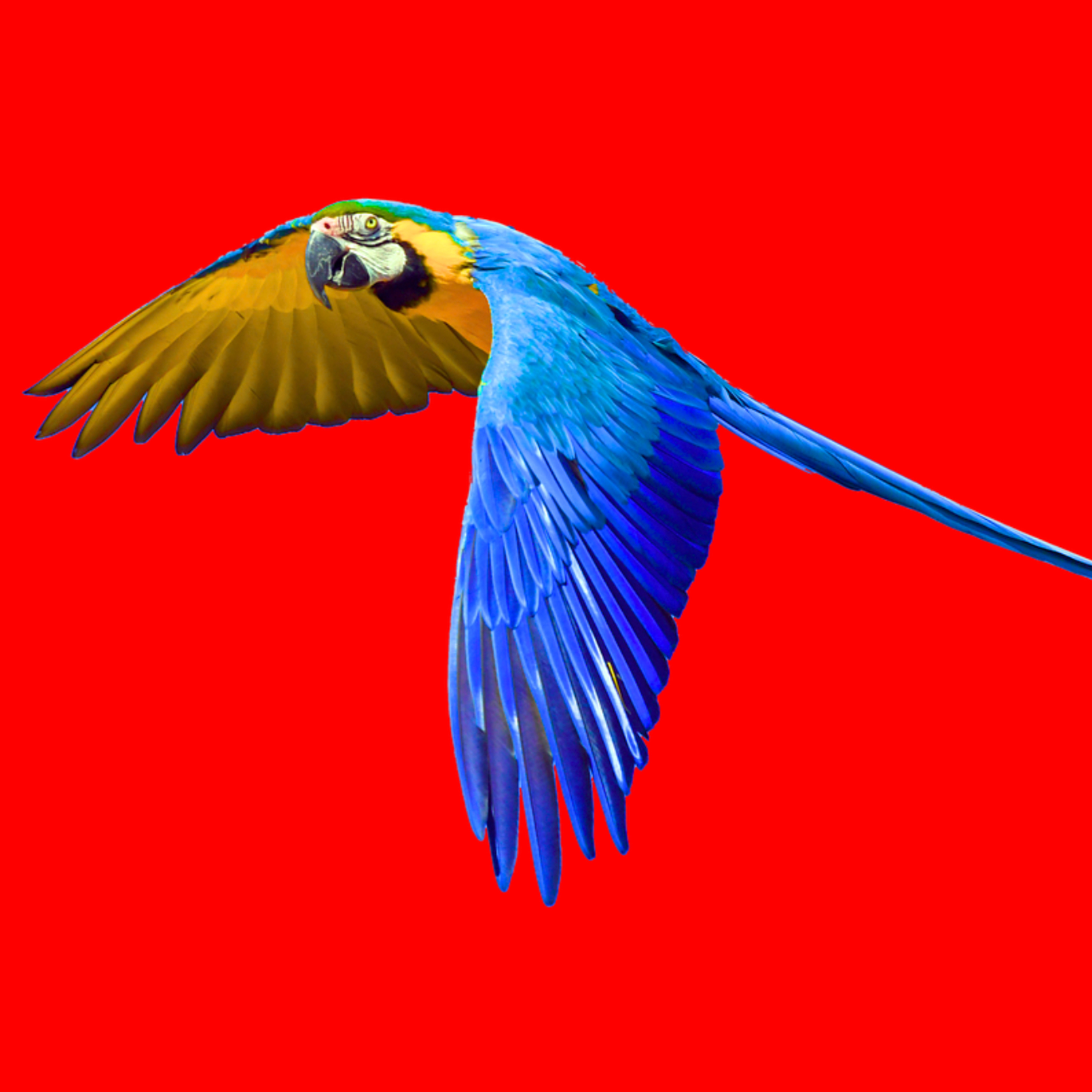 Bird Wings Are Even More Complex Than We Thought + Podcast #160 episode artwork