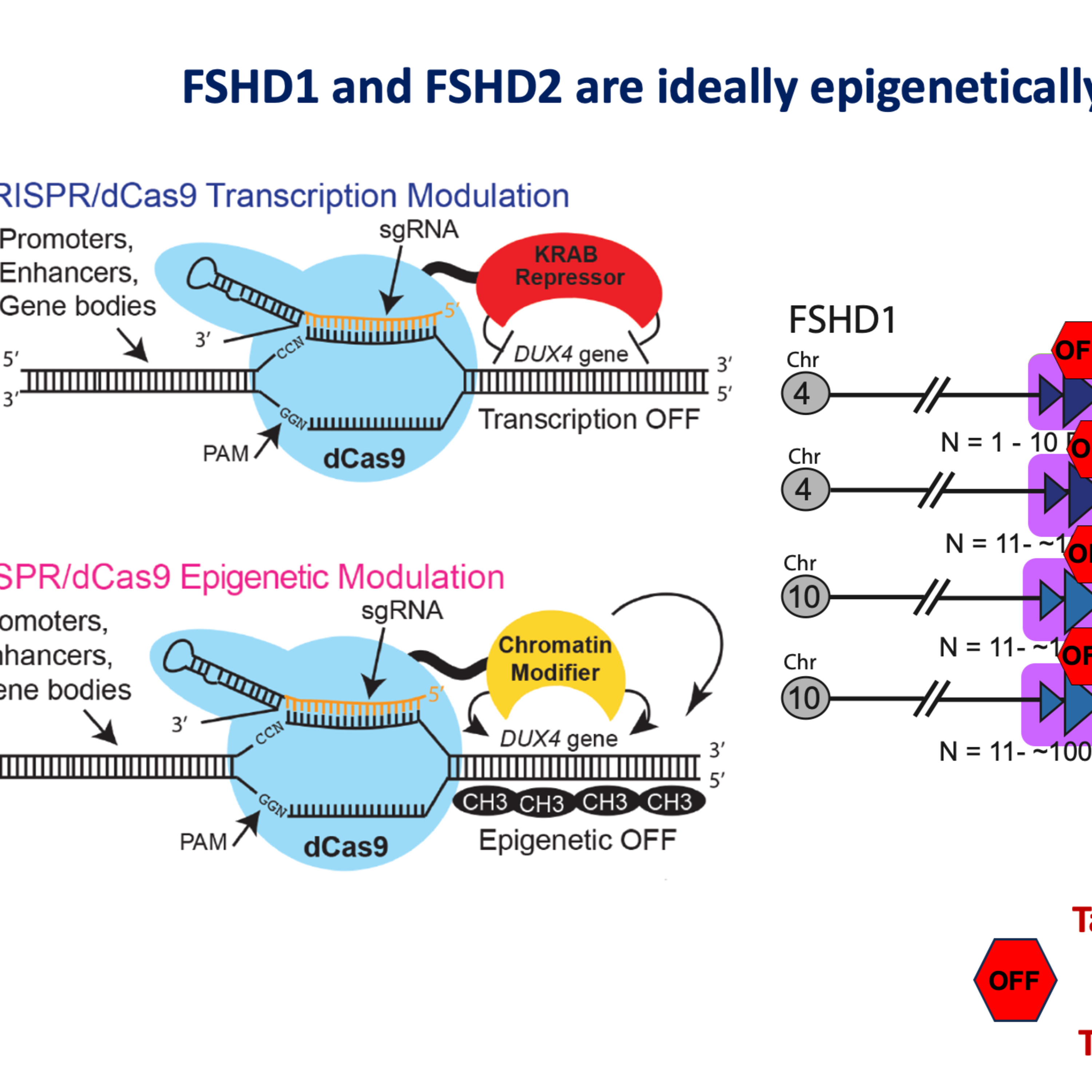 The nuts and bolts of gene therapy for FSHD (Part 2 of 2)