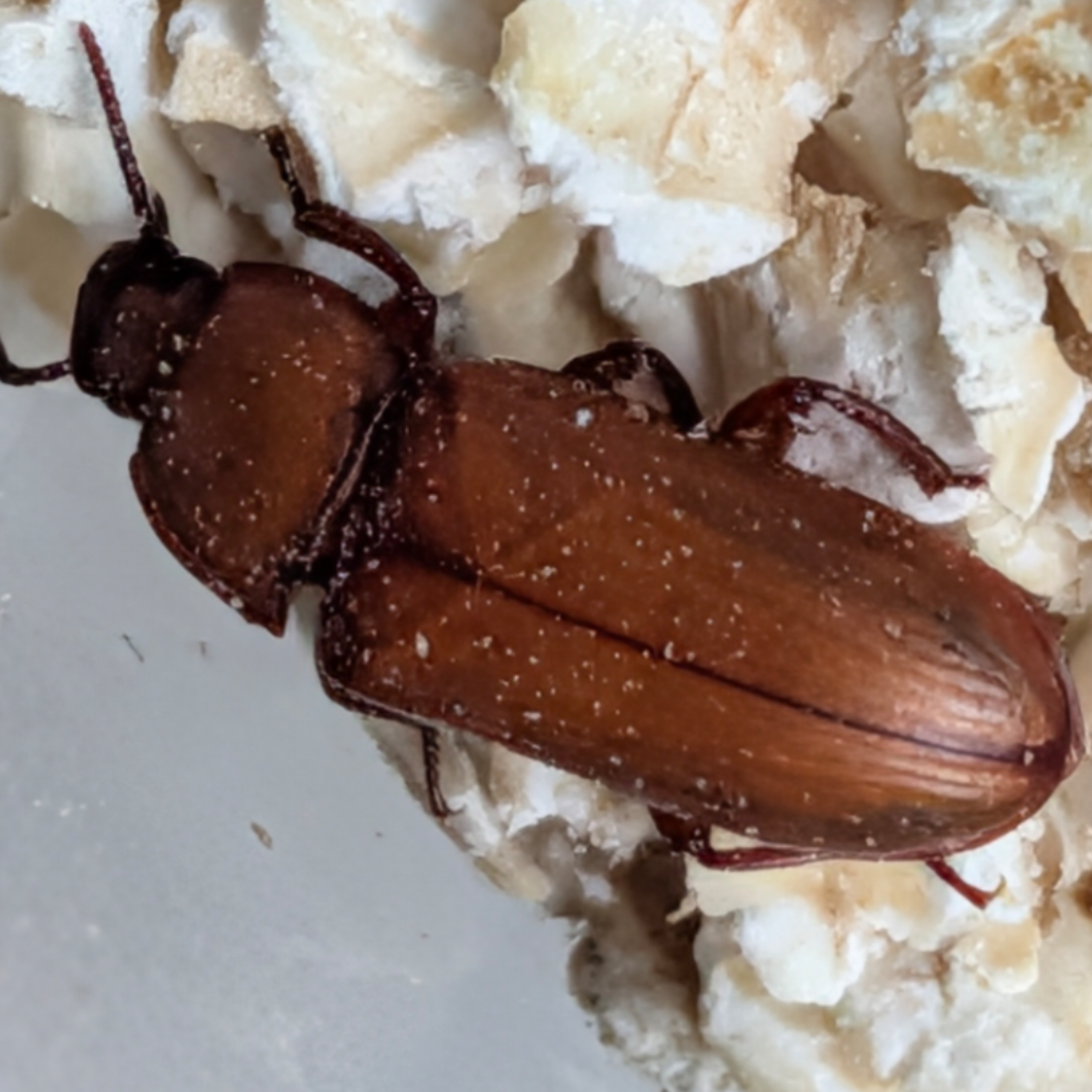 DER MILLIARDEN-BLUFF!!! 