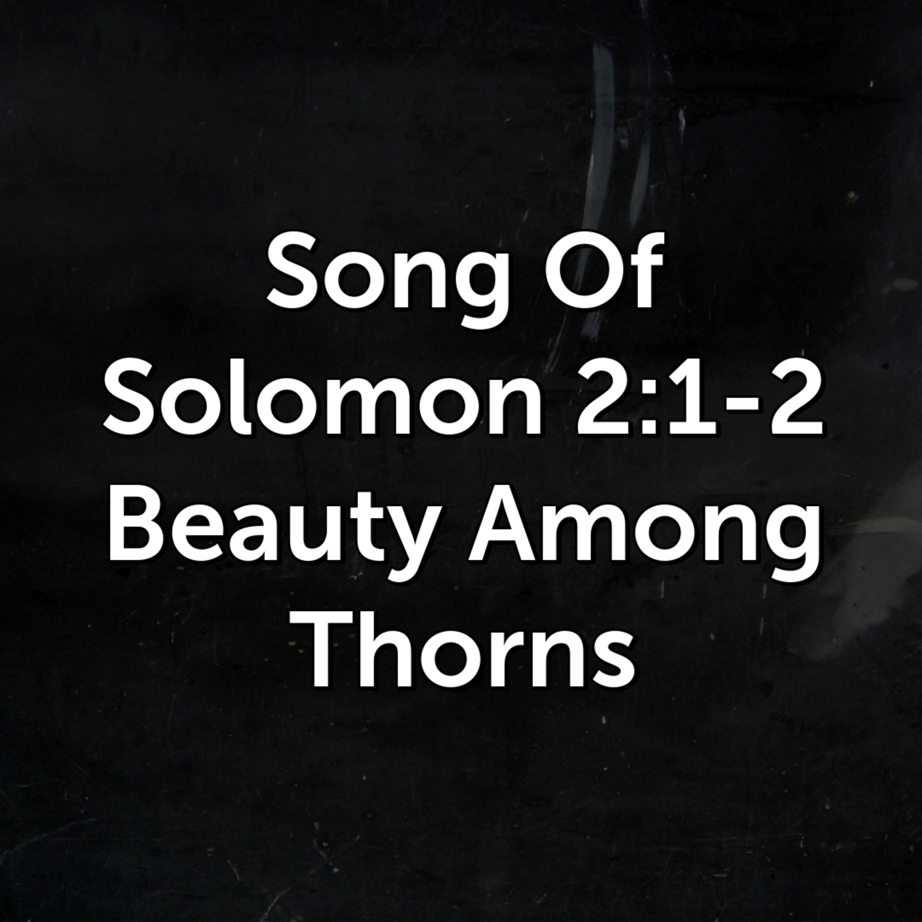 Beauty Among Thorns episode artwork