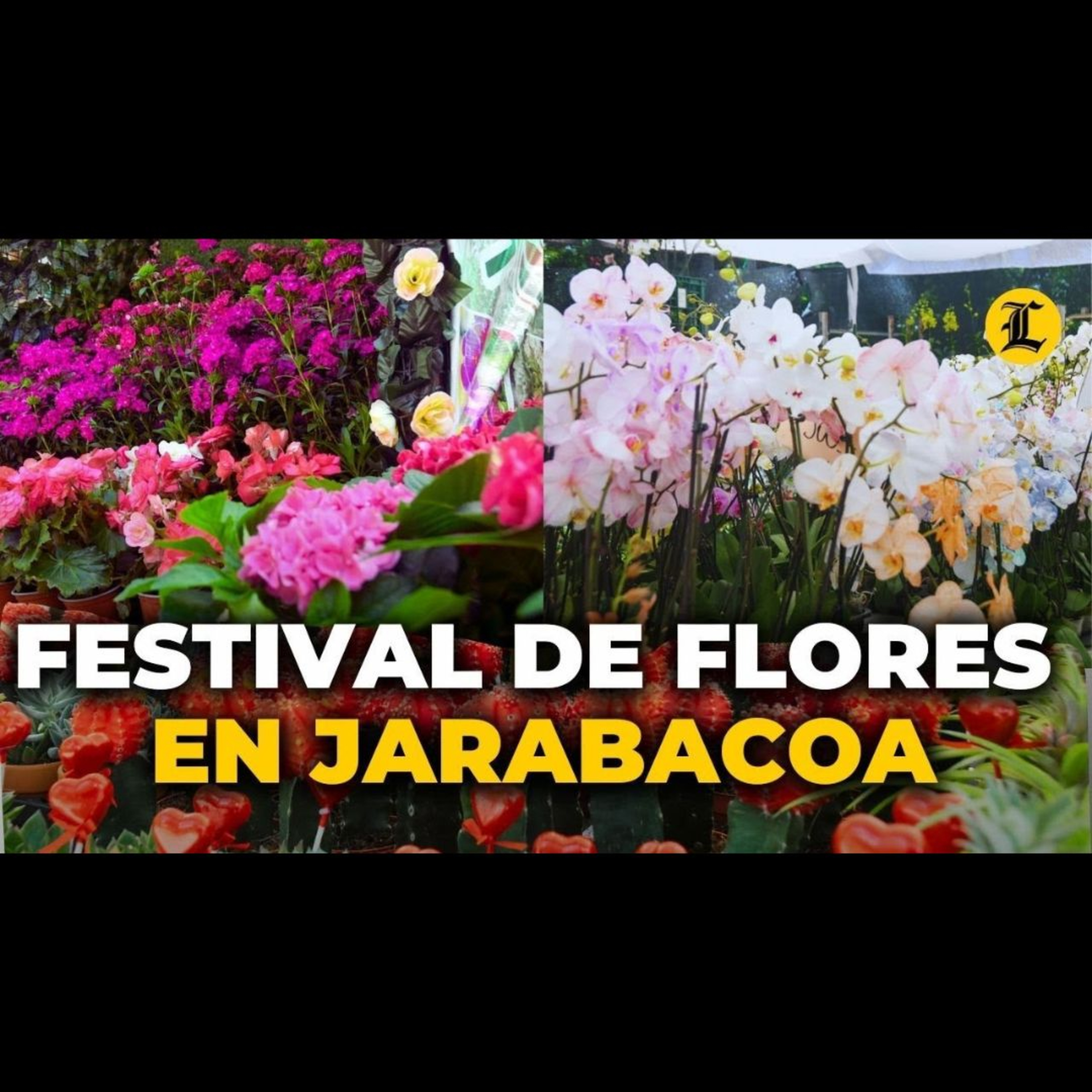 Jarabacoa florece de personas con el Festival de las Flores episode artwork