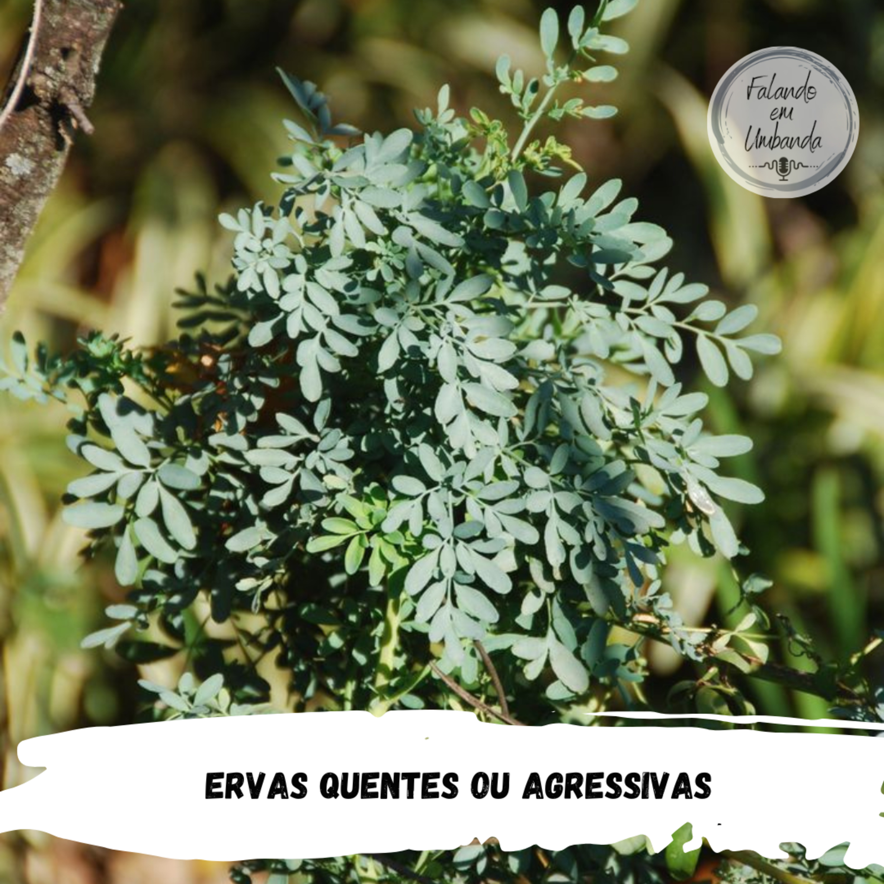 Ervas Quentes ou Agressivas