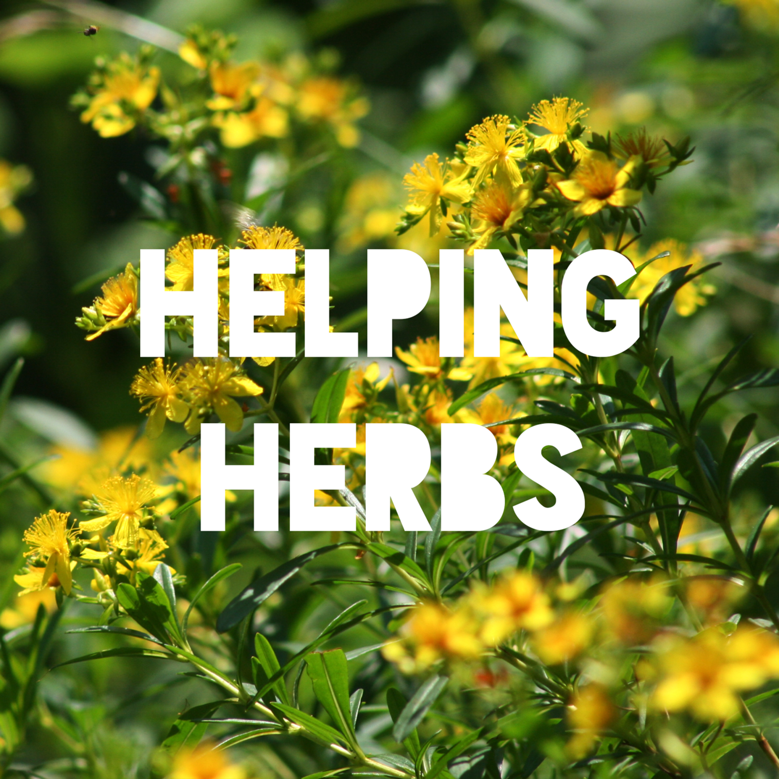 Ep. 15: Helping Herbs