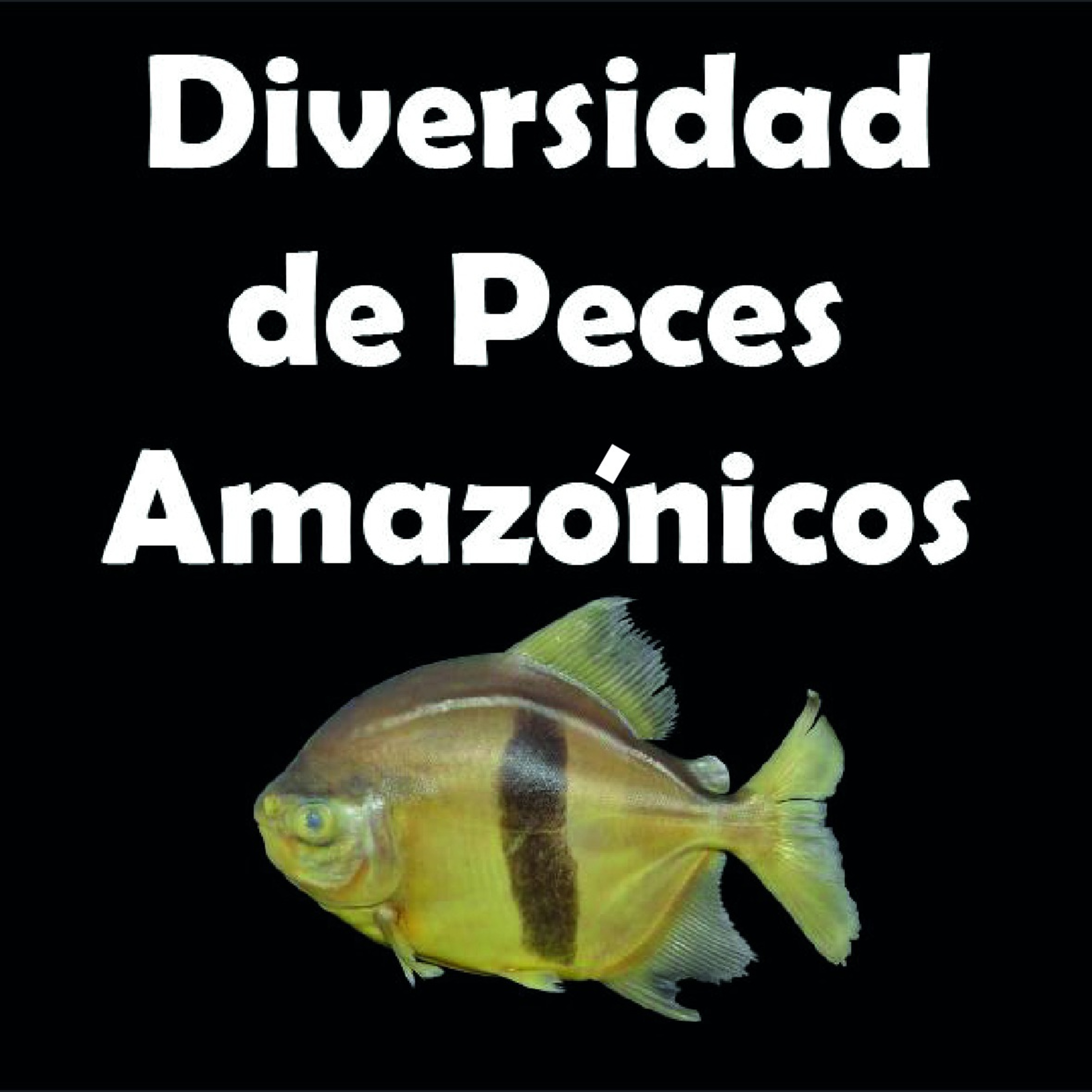 Diversidad de peces amazónicos episode artwork