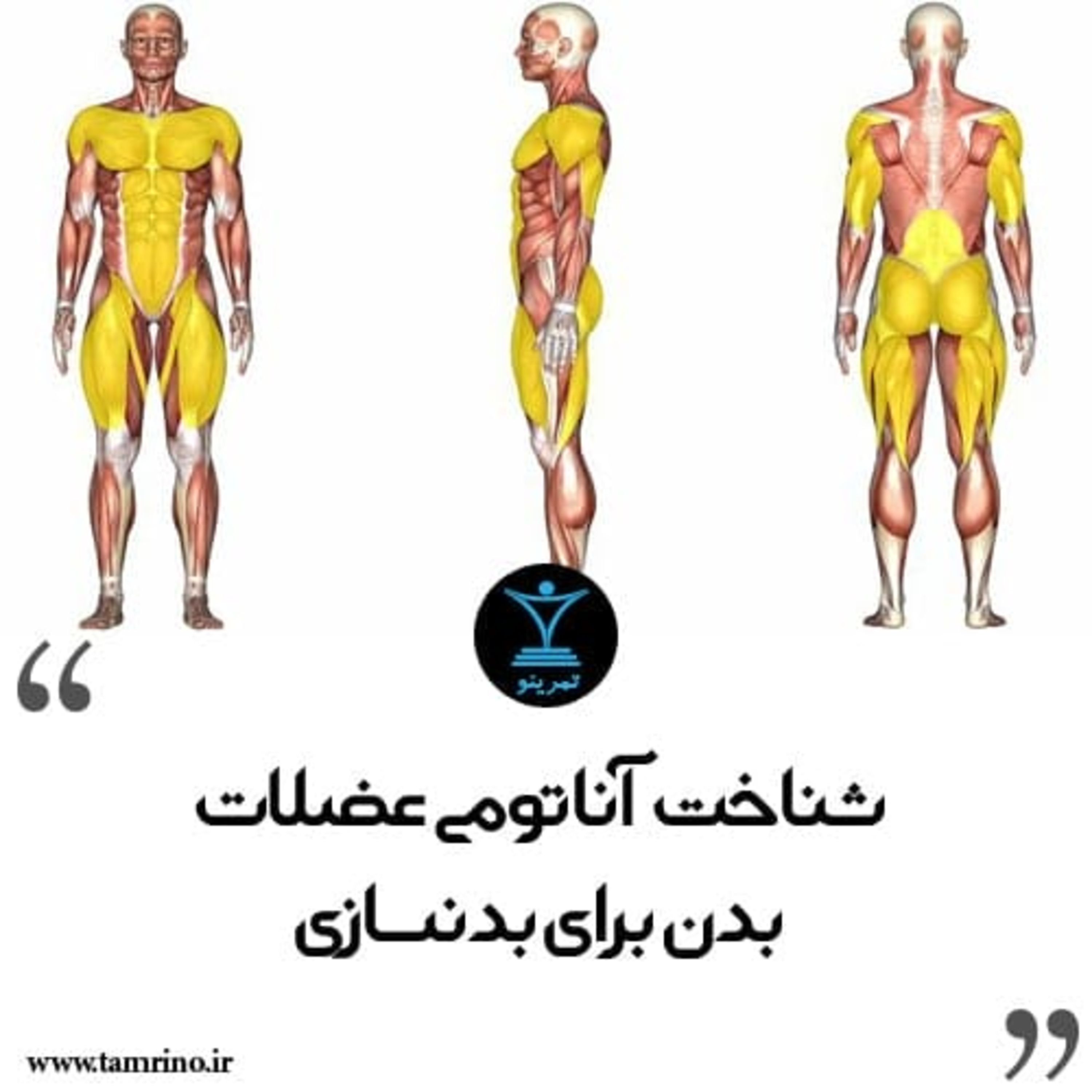 شناخت آناتومی عضلات بدن برای بدنسازی (هوش مصنوعی) شناخت آناتومی عضلات بدن برای بدنسازی (هوش مصنوعی)