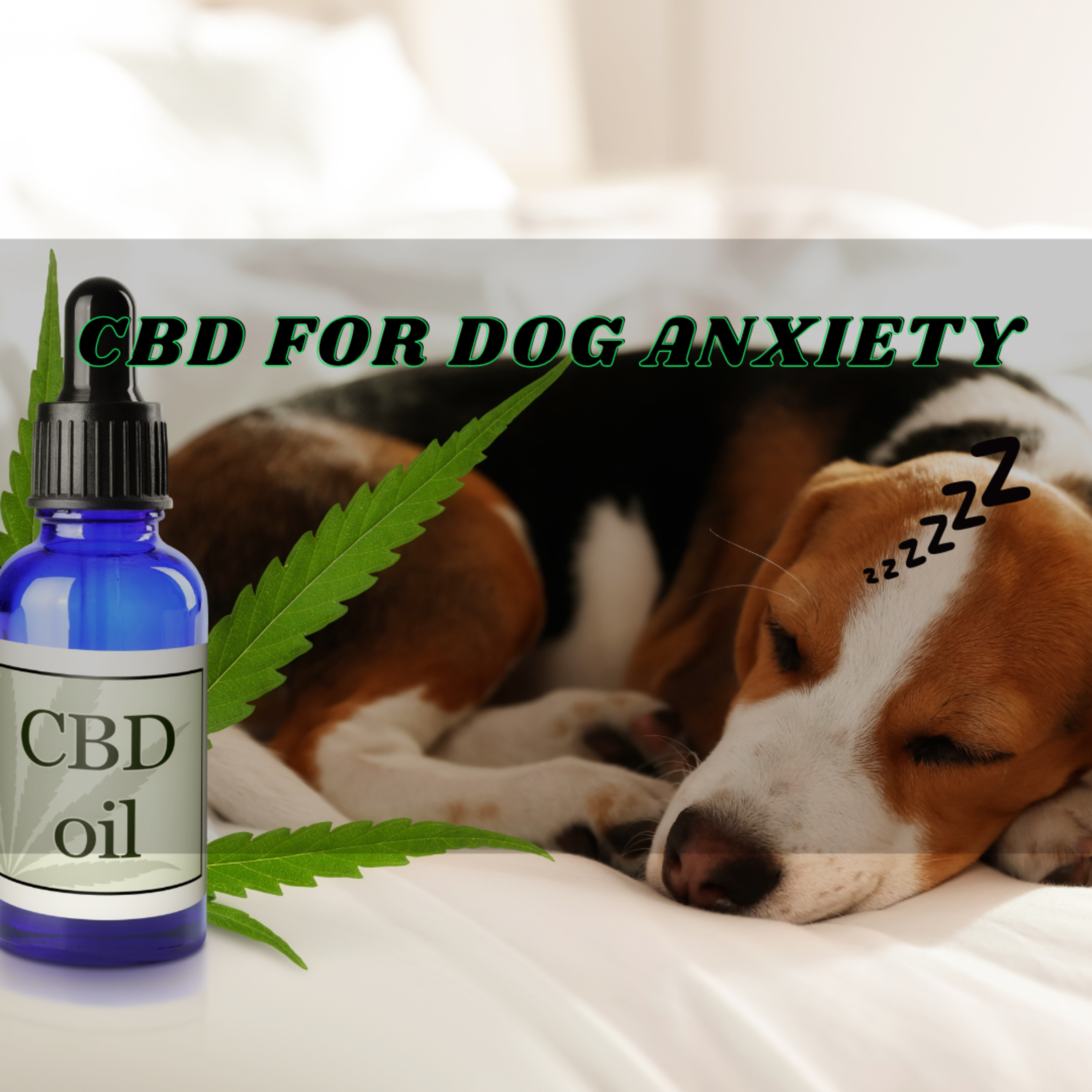 CBD For Your Dog’s Anxiety 🐕 episode artwork