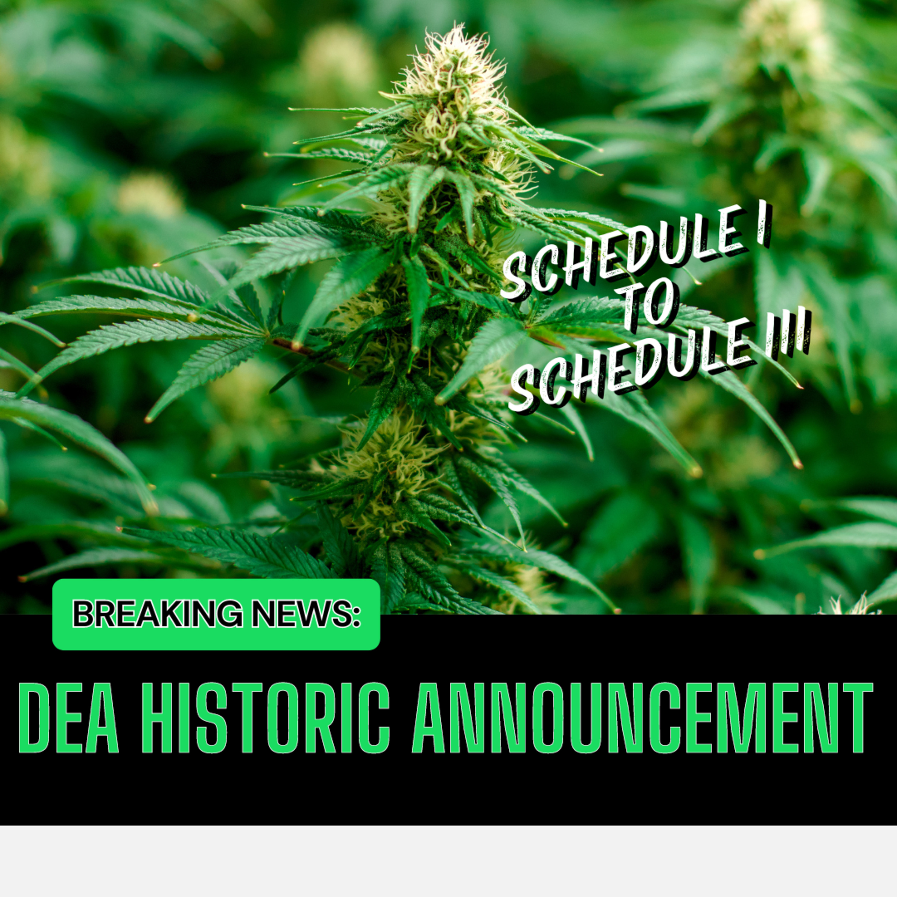 BREAKING NEWS 🚨 US DEA Will Reschedule Cannabis episode artwork