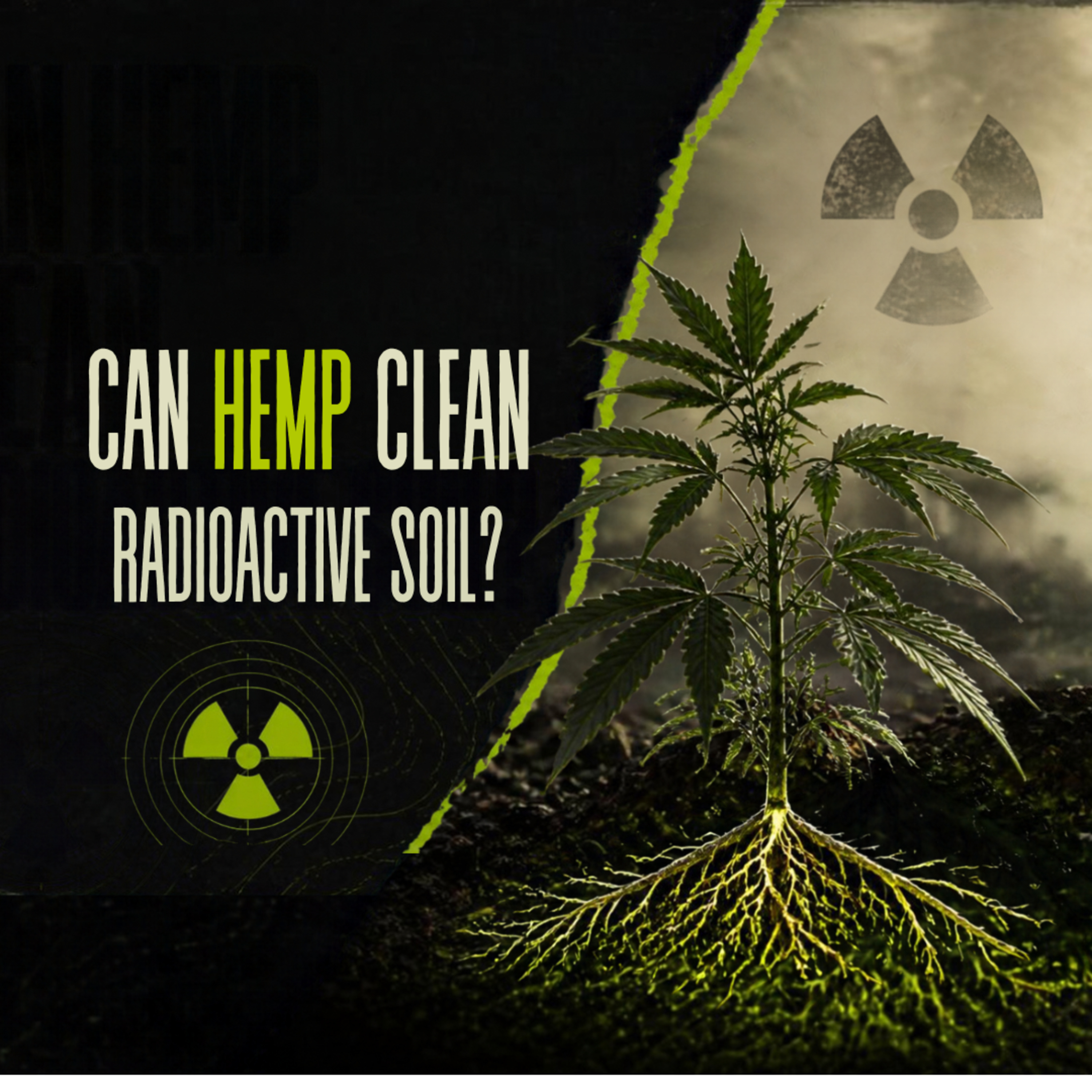 Hemp and the Decontamination of Radioactive Soil