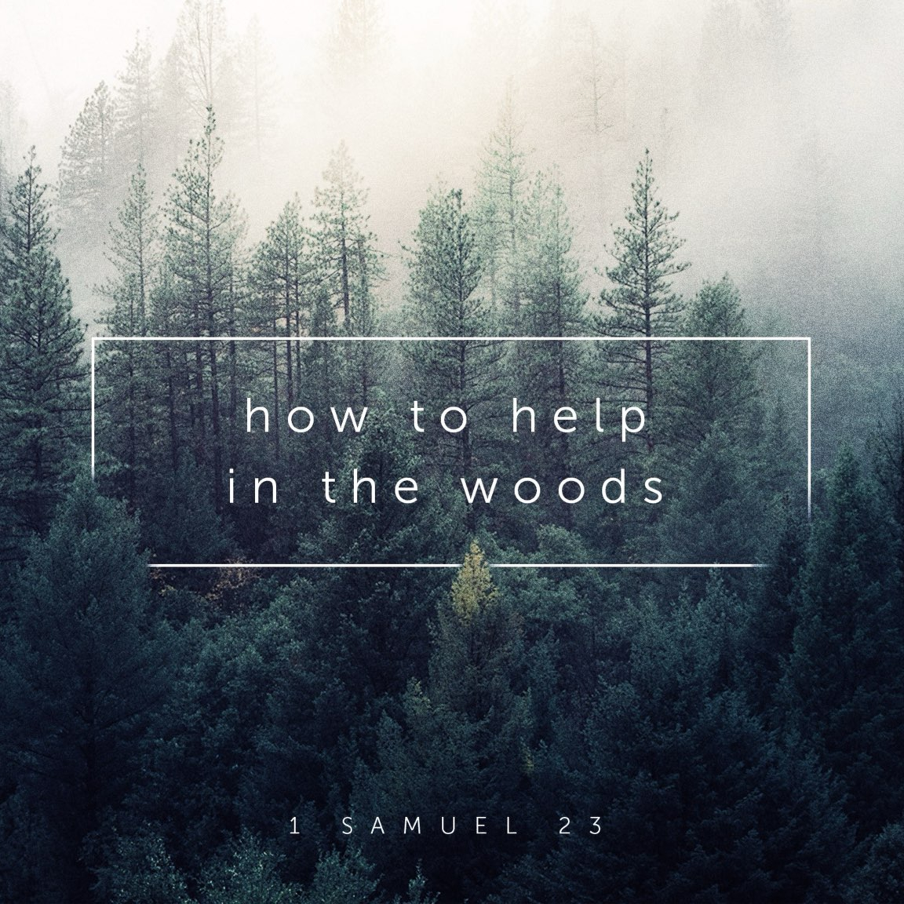 "How to Help in the Woods" 11/17/24 PM episode artwork