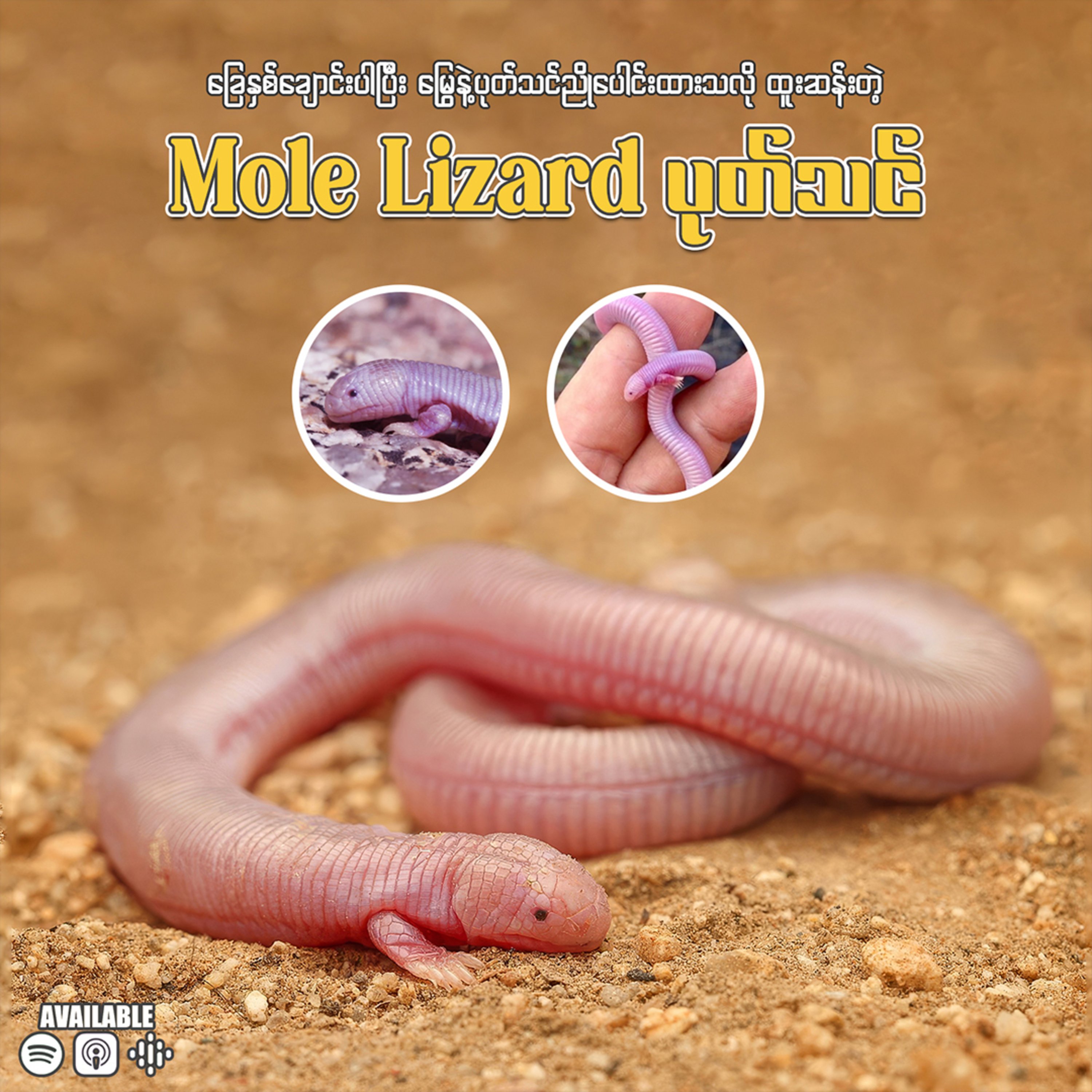 " ခြေချောင်းတွေပါတဲ့ တီကောင်အမျိုးအစား Mexican Mole Lizard "