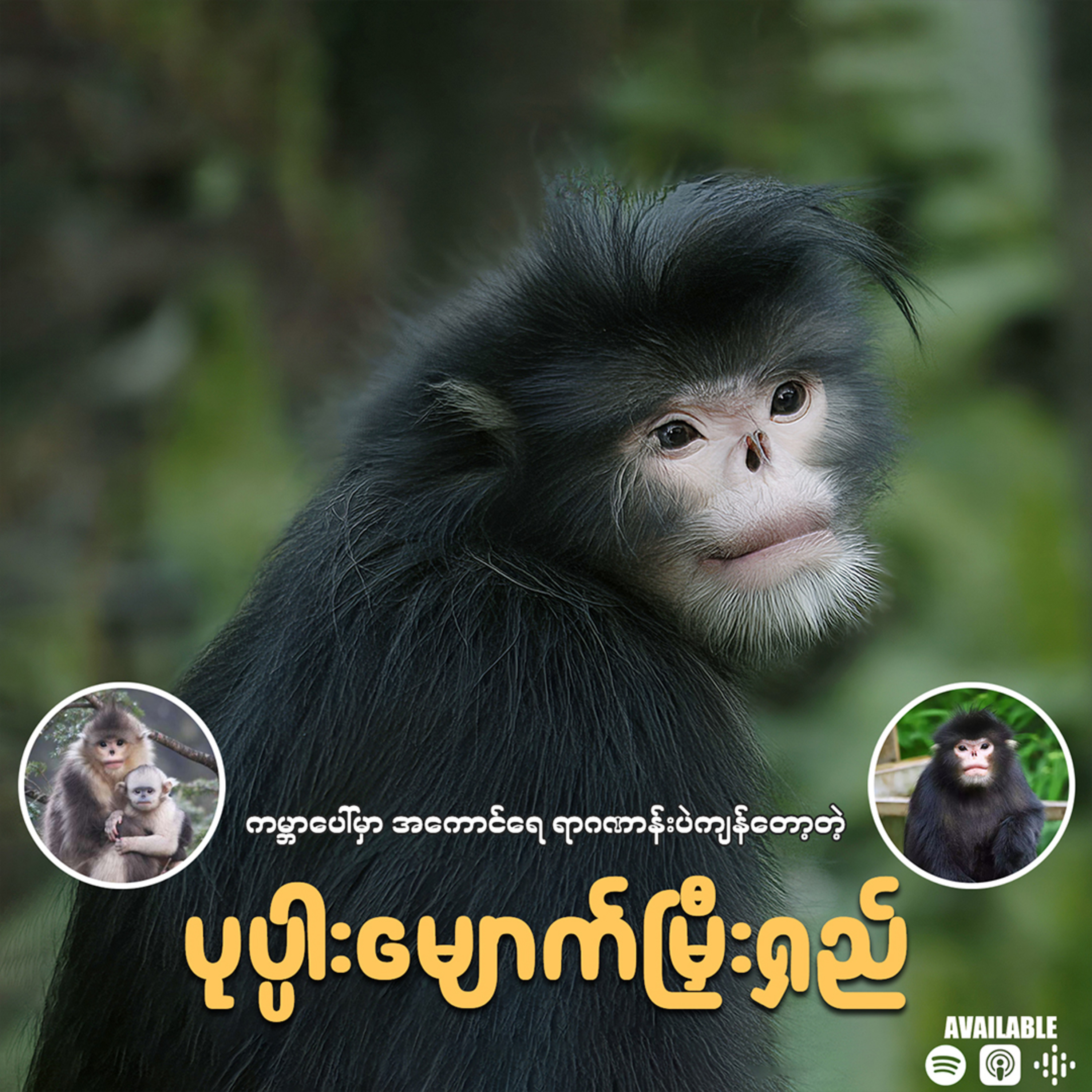 "မြန်မာနိုင်ငံမှာသာ တွေ့ရတဲ့ မျိုးသုဉ်းလုနီးပါးဖြစ်နေတဲ့ ပုပ္ပါးမျောက်မြီးရှည်"