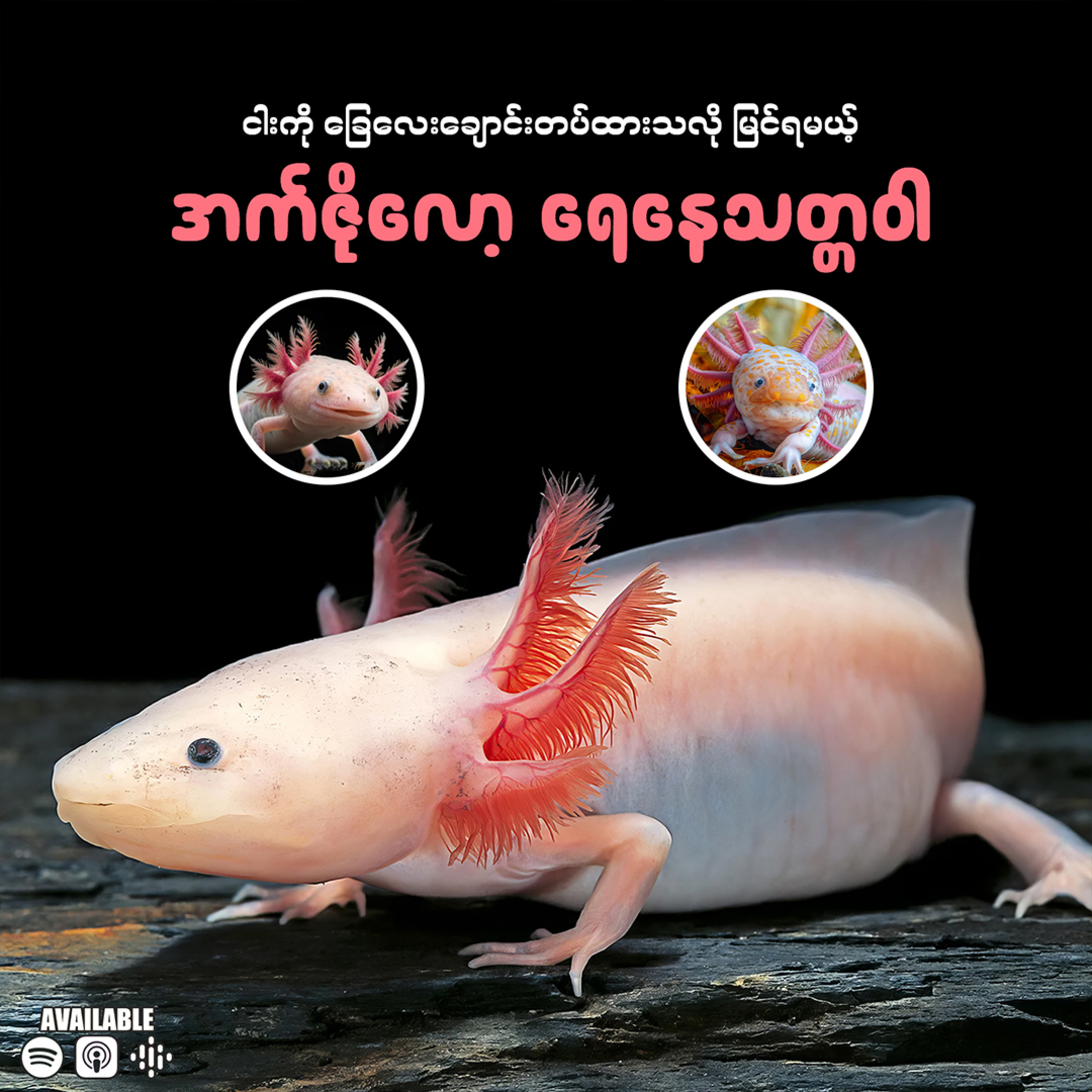 "မက္ကဆီကိုလူမျိုးတို့ရဲ့ ဒဏ္ဍာရီလာ လာဘ်ကောင် အက်ဇိုလော့တယ် (Axolotl) "